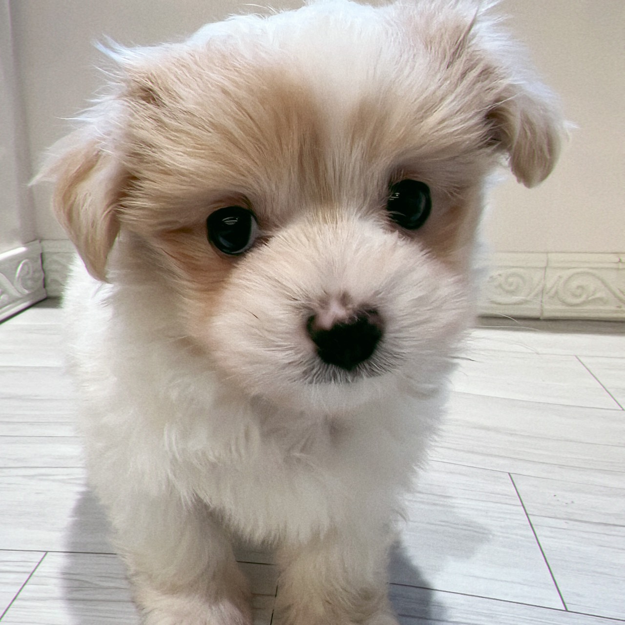 愛知県のチワマル/マルチワ(チワワ×マルチーズ) (犬の家＆猫の里春日井本店/2026年2月2日生まれ/男の子/ホワイトレッド)の子犬の3枚目の画像