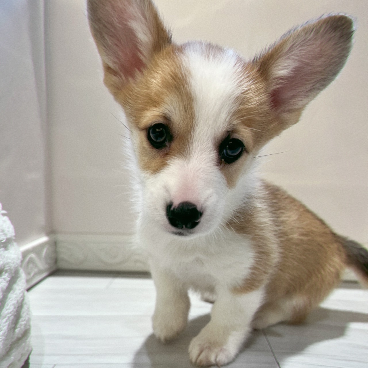 愛知県のウェルシュコーギーペンブローク (犬の家＆猫の里春日井本店/2026年1月26日生まれ/女の子/レッドホワイト)の子犬の3枚目の画像