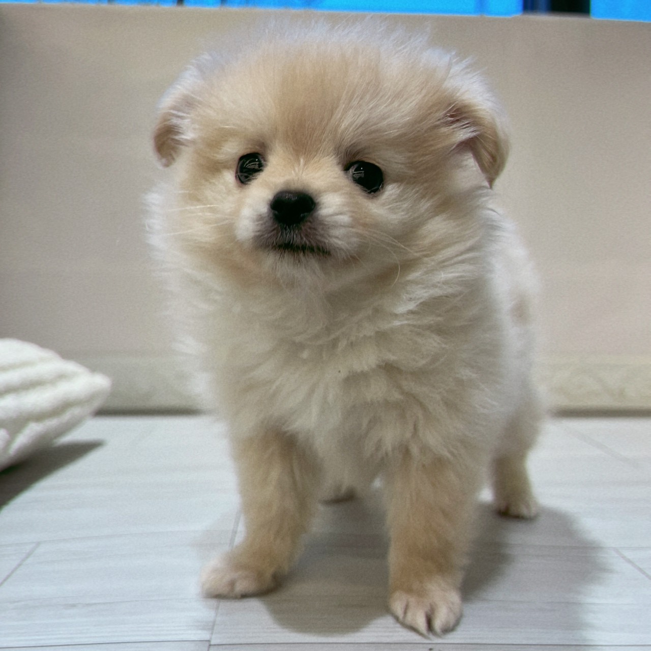 愛知県のポメチワ/チワポメ/ポメチー(ポメラニアン×チワワ) (犬の家＆猫の里春日井本店/2026年1月28日生まれ/男の子/クリーム)の子犬の3枚目の画像