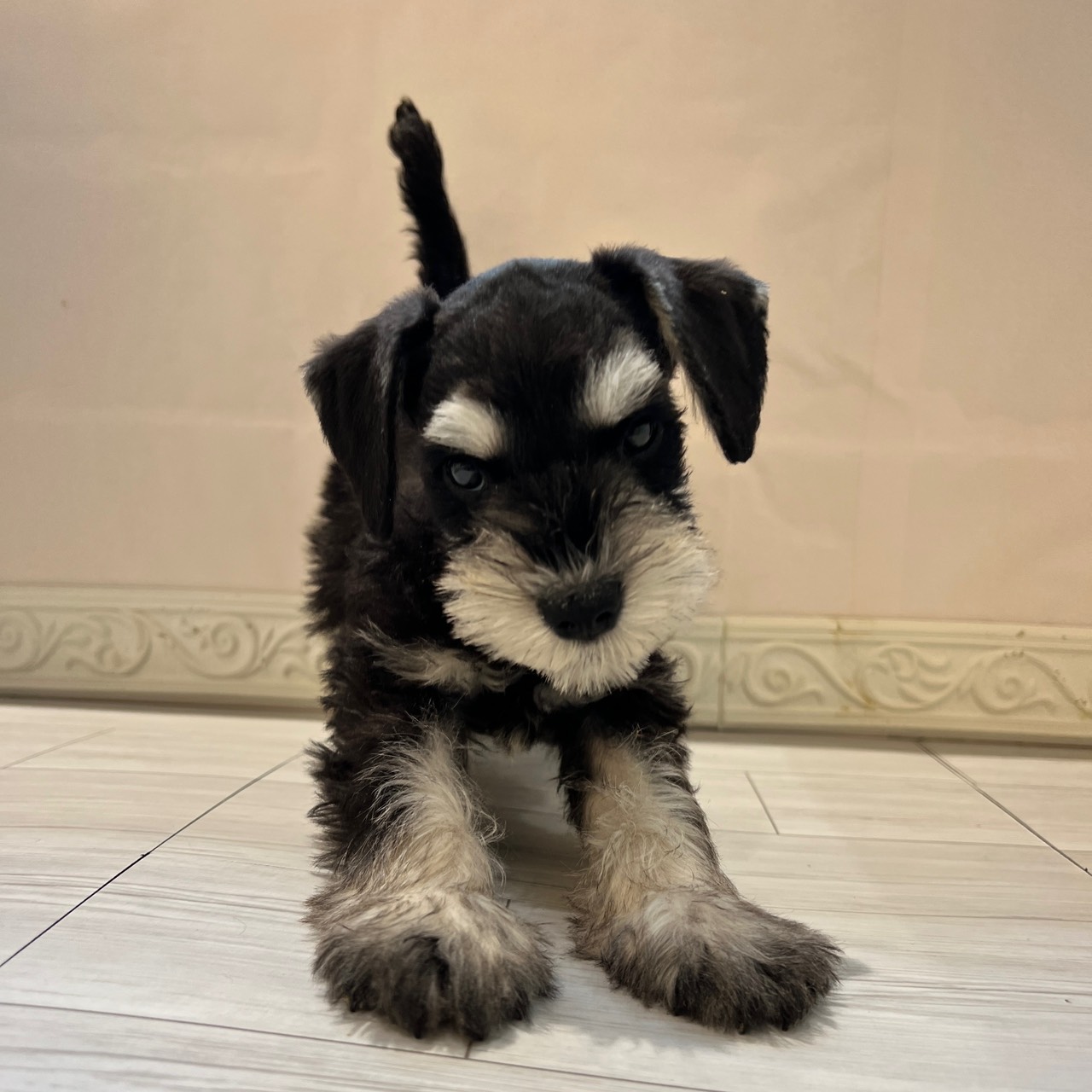 愛知県のミニチュアシュナウザー (犬の家＆猫の里春日井本店/2026年2月7日生まれ/男の子/ブラックシルバー)の子犬の1枚目の画像