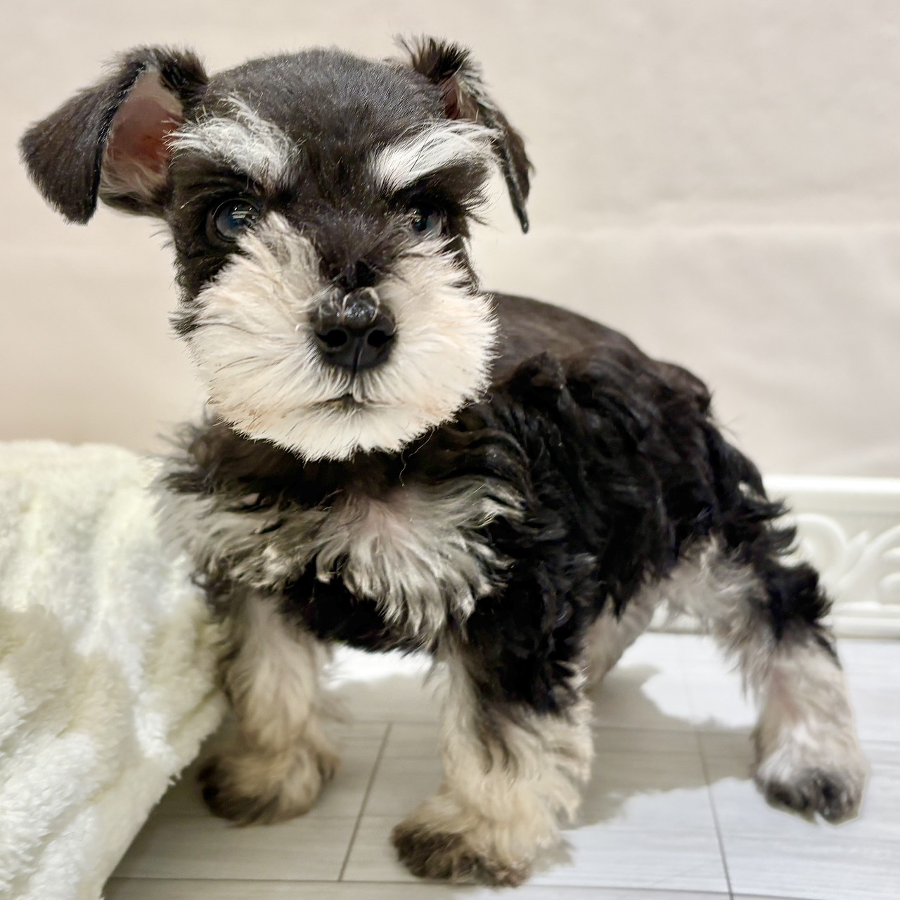 愛知県のミニチュアシュナウザー (犬の家＆猫の里春日井本店/2025年10月22日生まれ/男の子/ブラックシルバー)の子犬の3枚目の画像