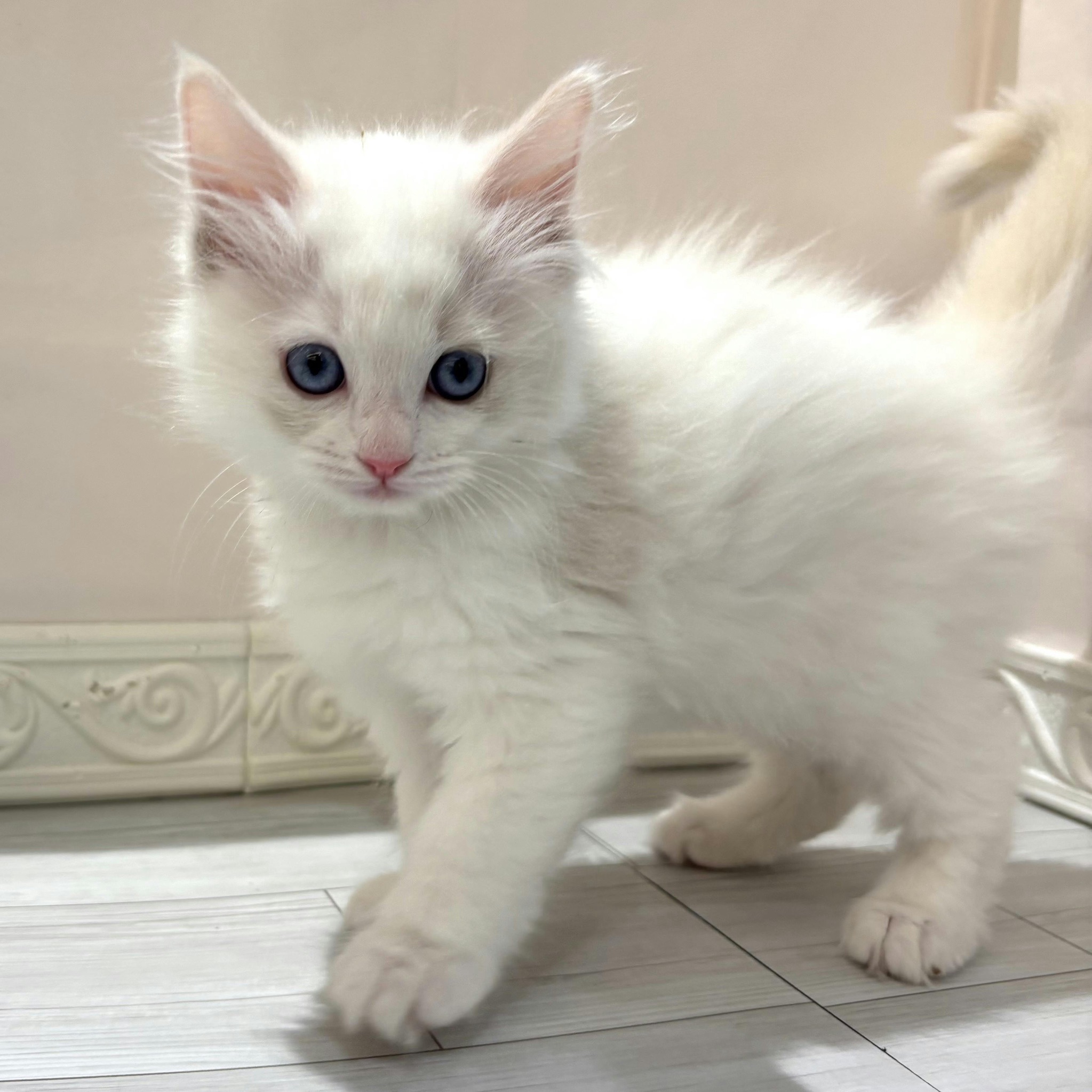 愛知県のラグドール (犬の家＆猫の里春日井本店/2026年1月8日生まれ/女の子/ブルークリームポイントバイカラー)の子猫の3枚目の画像