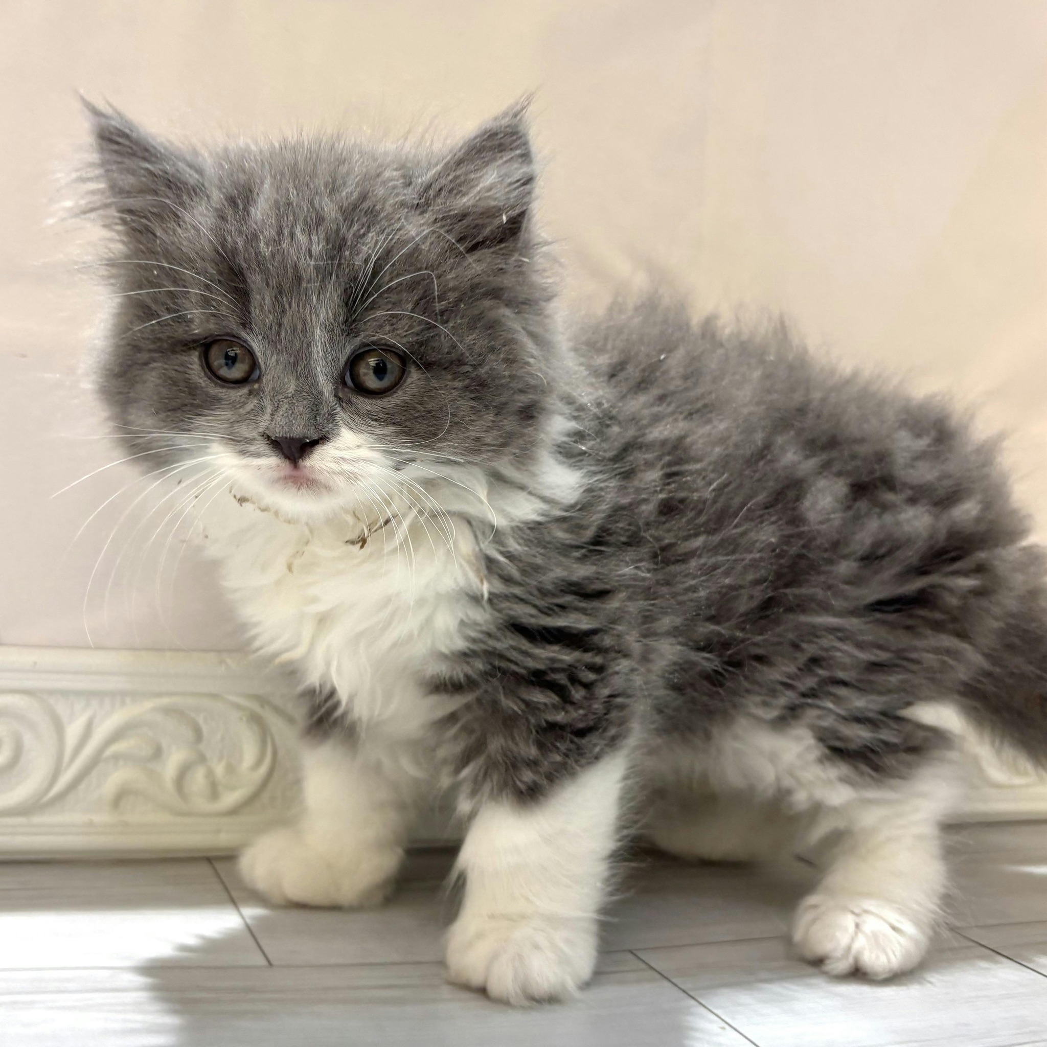 愛知県のスコティッシュフォールド (犬の家＆猫の里春日井本店/2026年1月7日生まれ/男の子/ブルーホワイト)の子猫の3枚目の画像
