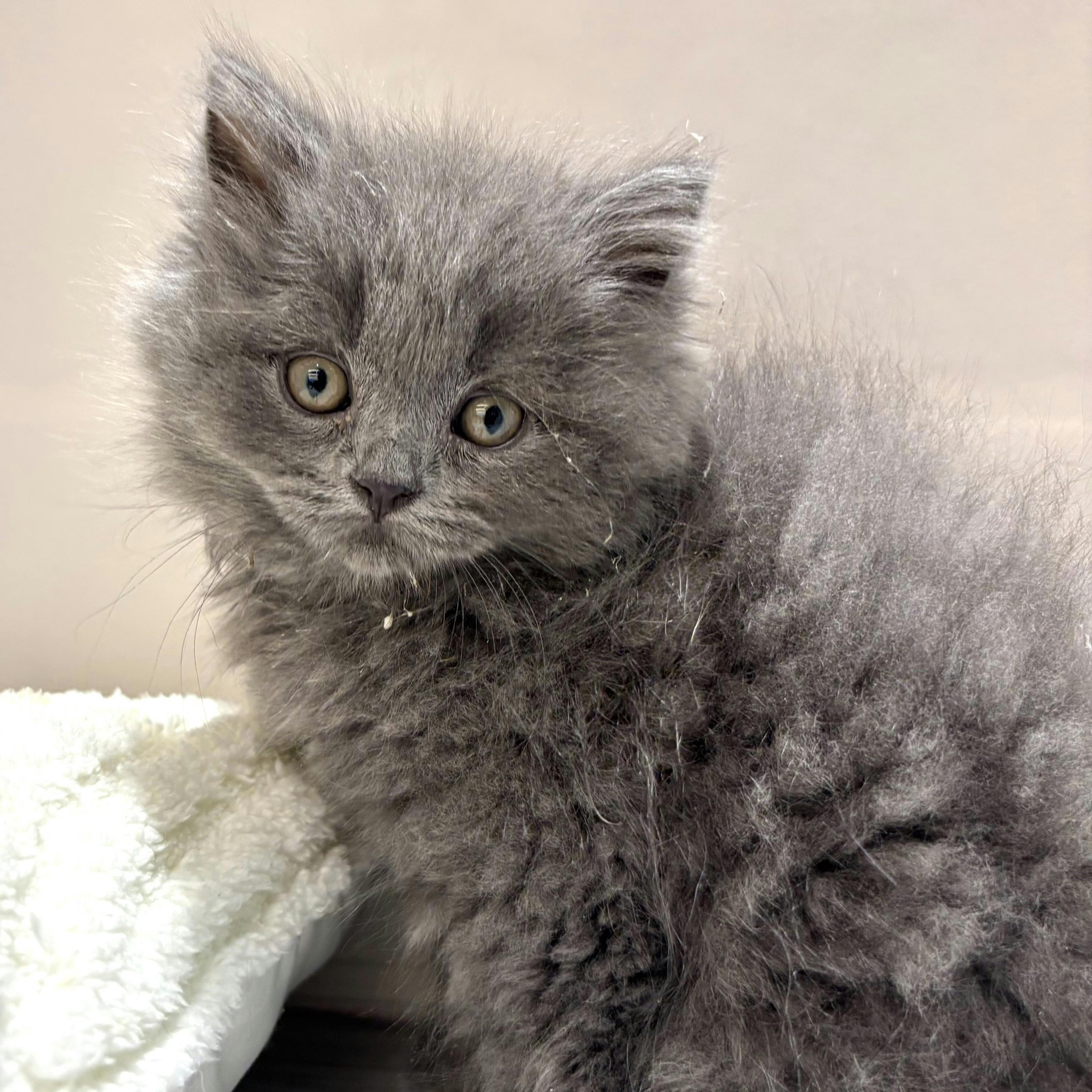 愛知県のスコティッシュフォールド (犬の家＆猫の里春日井本店/2026年1月7日生まれ/男の子/ブルー)の子猫の3枚目の画像