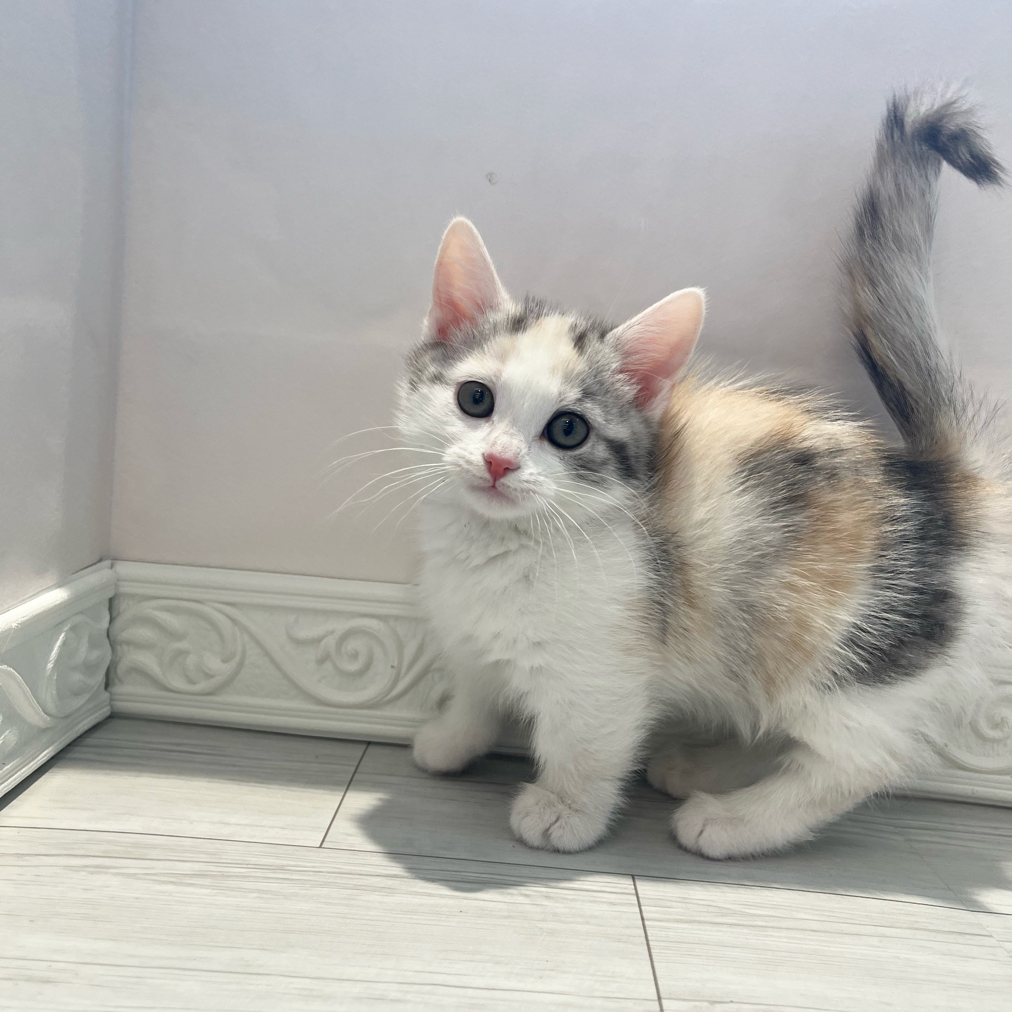 愛知県のマンチカン (犬の家＆猫の里春日井本店/2026年1月10日生まれ/女の子/シルバーパッチドタビーホワイト)の子猫の3枚目の画像