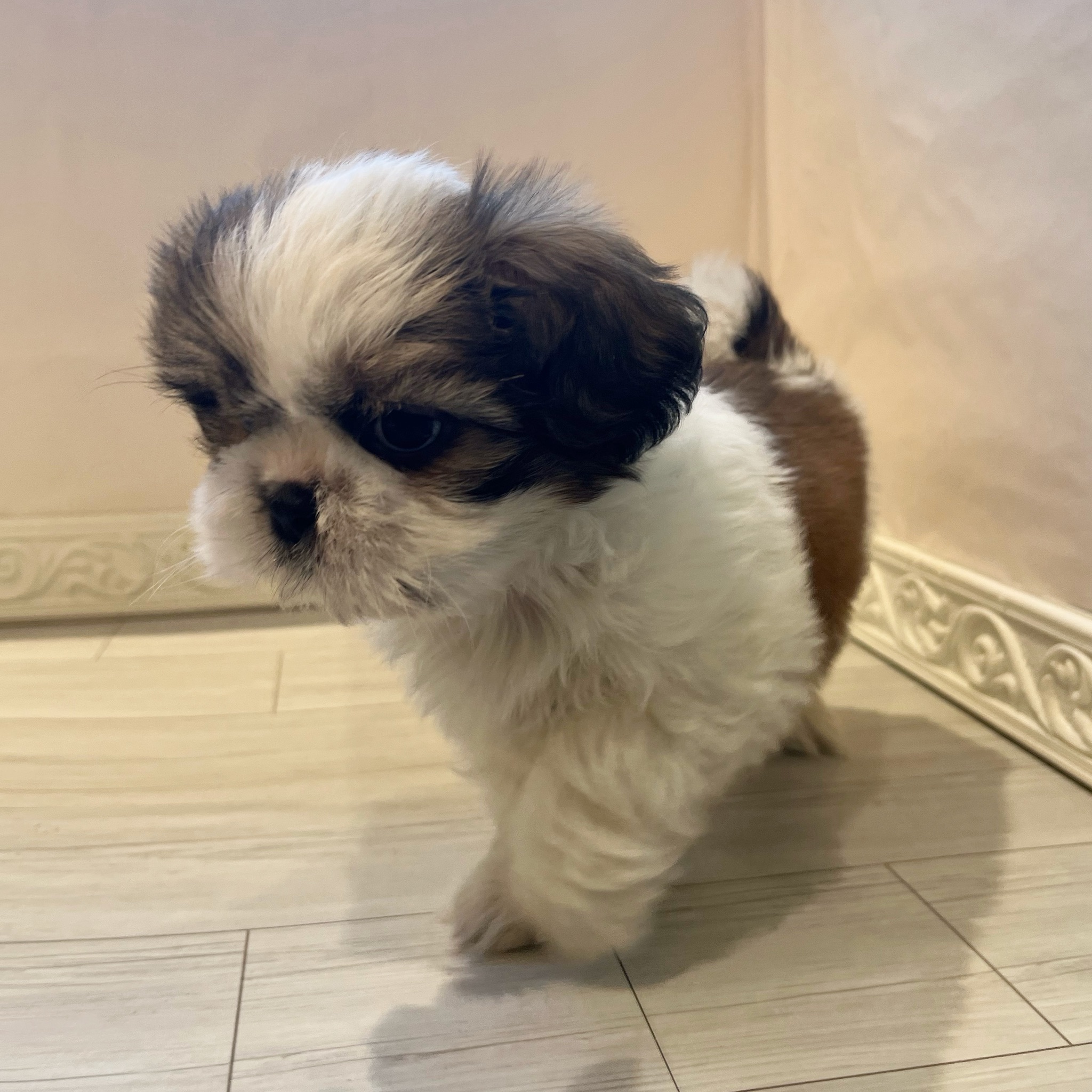 愛知県のシーズー (犬の家＆猫の里春日井本店/2026年1月7日生まれ/女の子/ホワイトゴールド)の子犬の3枚目の画像