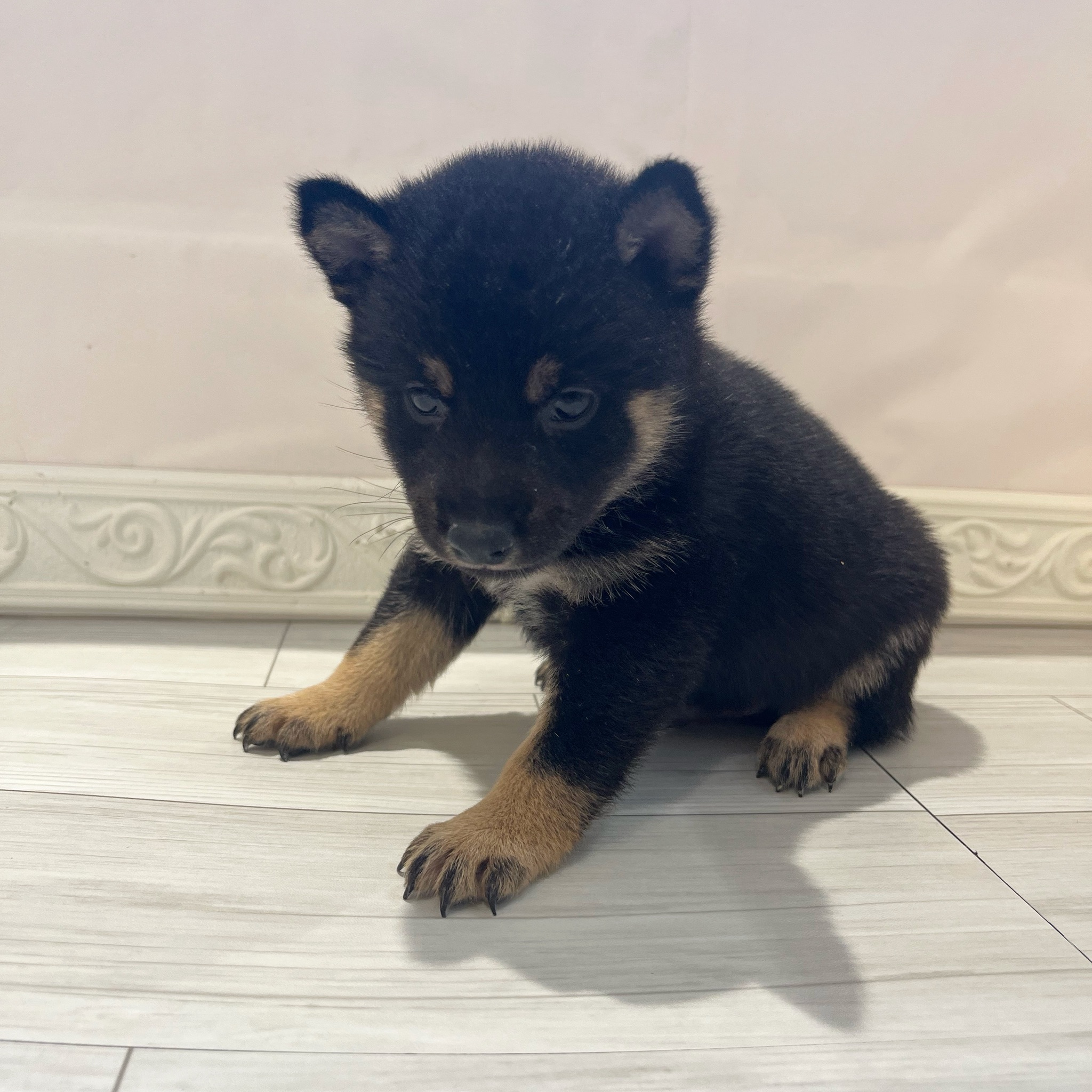 愛知県の豆柴 (犬の家＆猫の里春日井本店/2026年1月13日生まれ/男の子/黒)の子犬の3枚目の画像