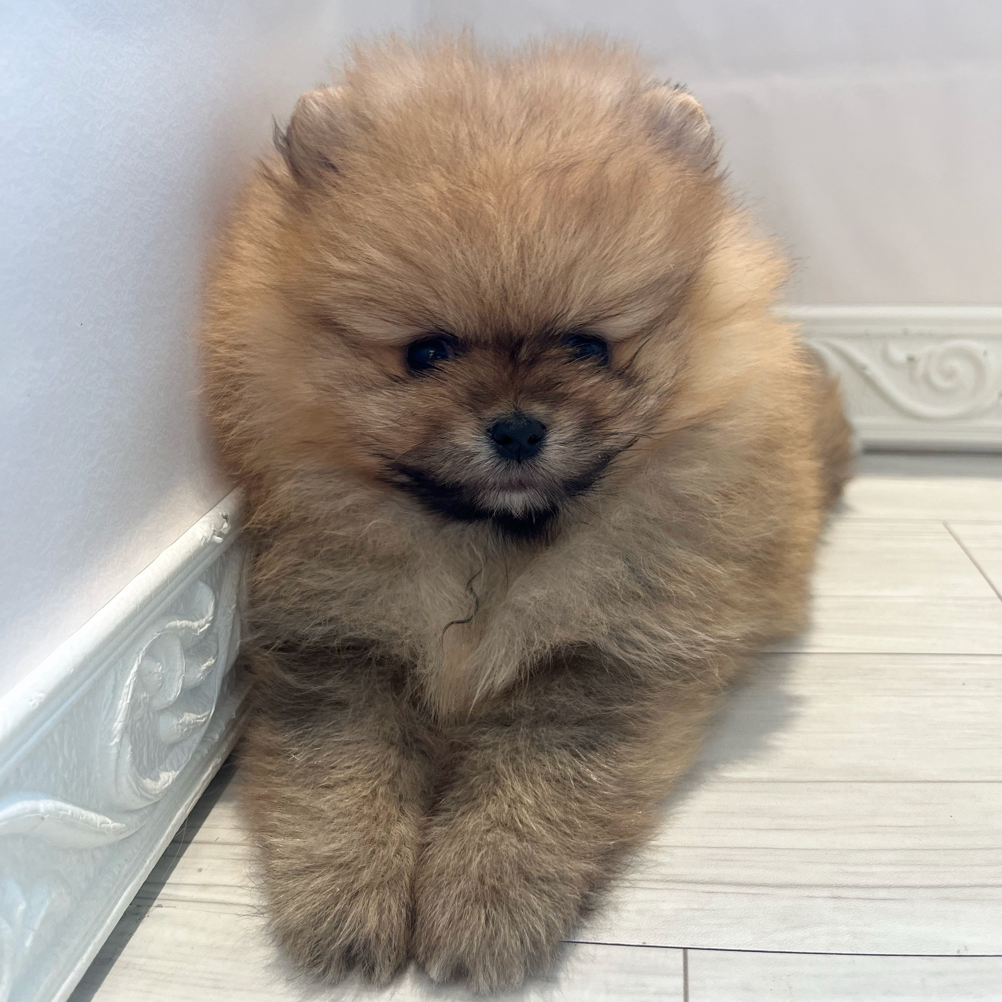 ポメラニアン男の子の写真