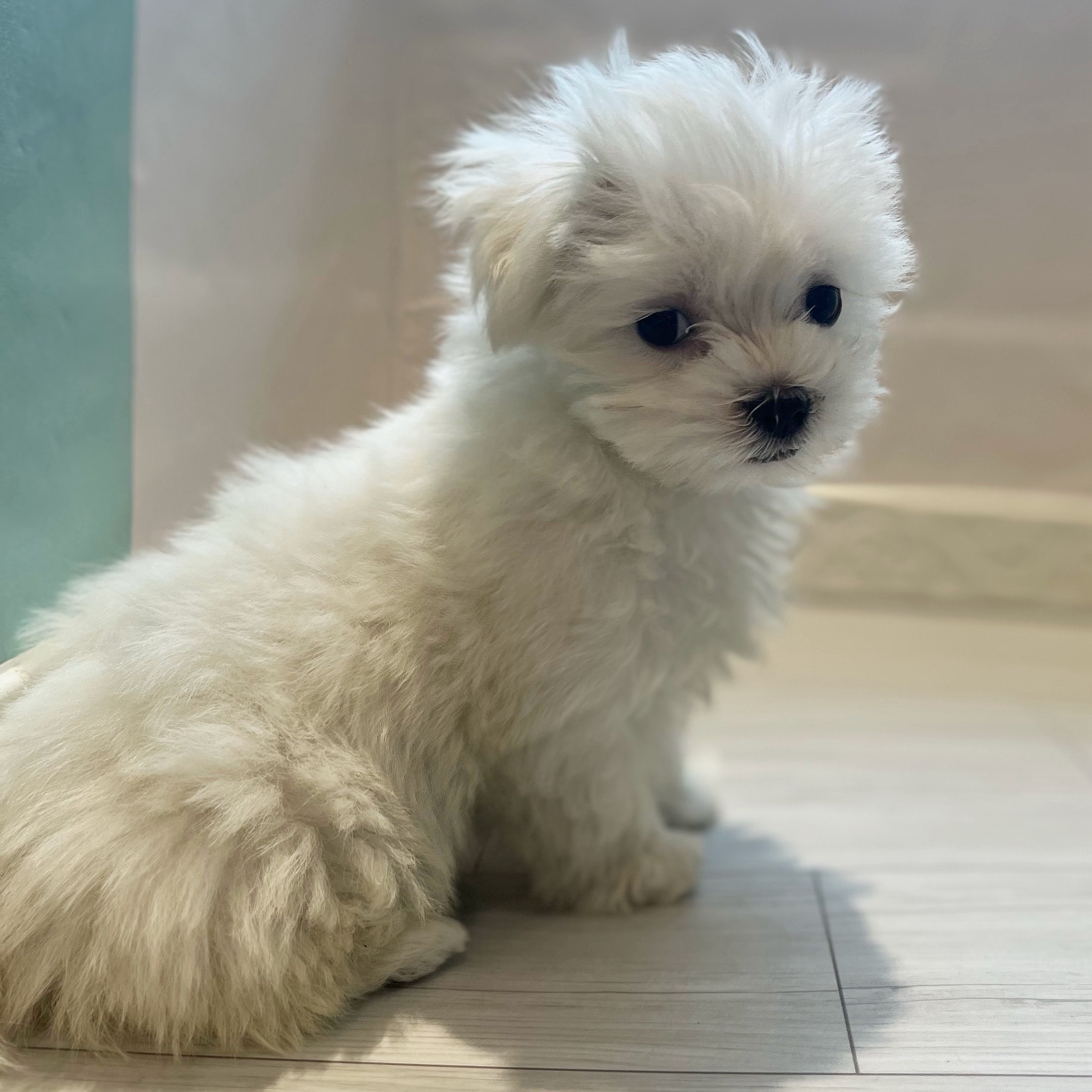 愛知県のマルチーズ (犬の家＆猫の里春日井本店/2026年1月13日生まれ/女の子/ホワイト)の子犬の3枚目の画像