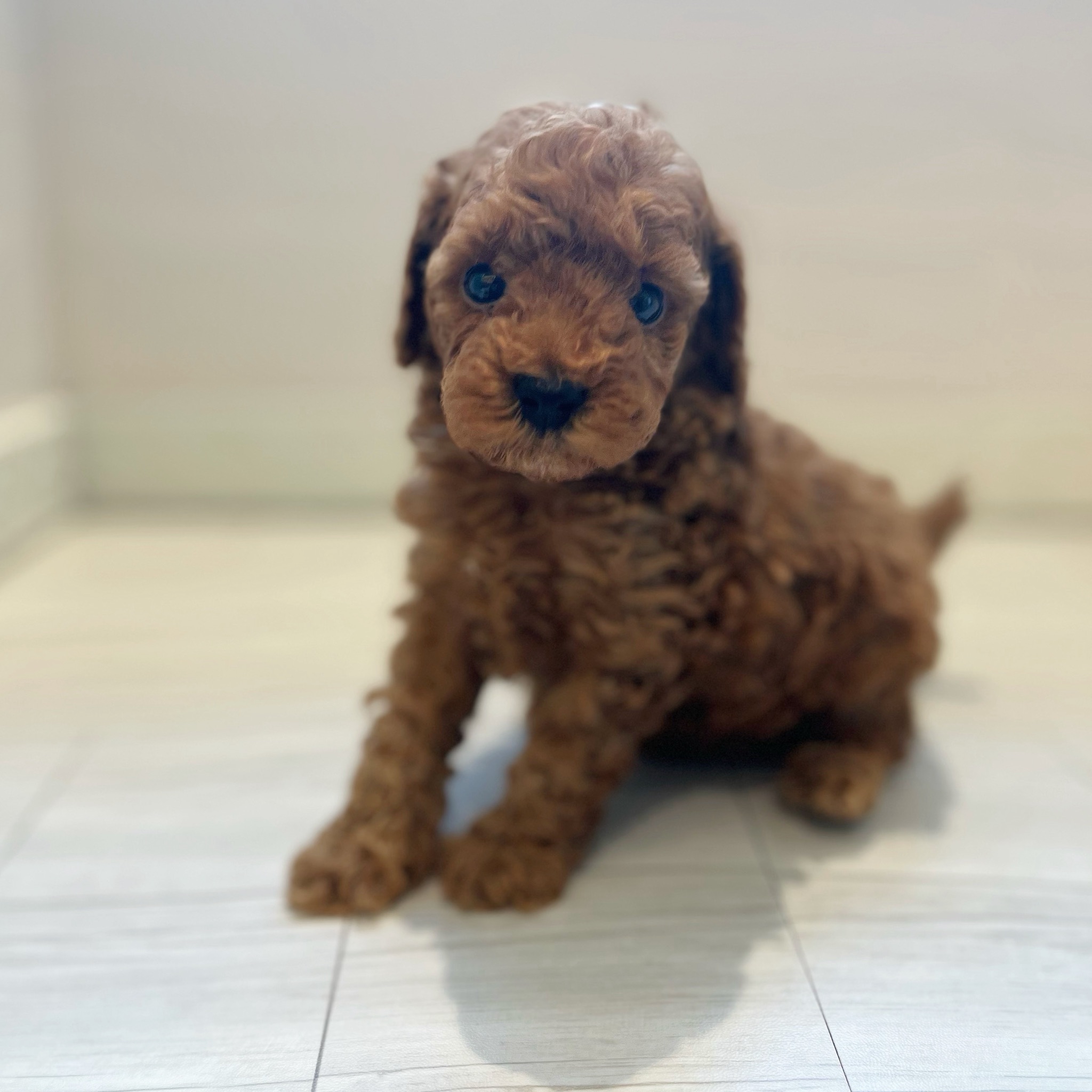 愛知県のトイプードル(トイ) (犬の家＆猫の里春日井本店/2026年2月14日生まれ/男の子/レッド)の子犬の3枚目の画像