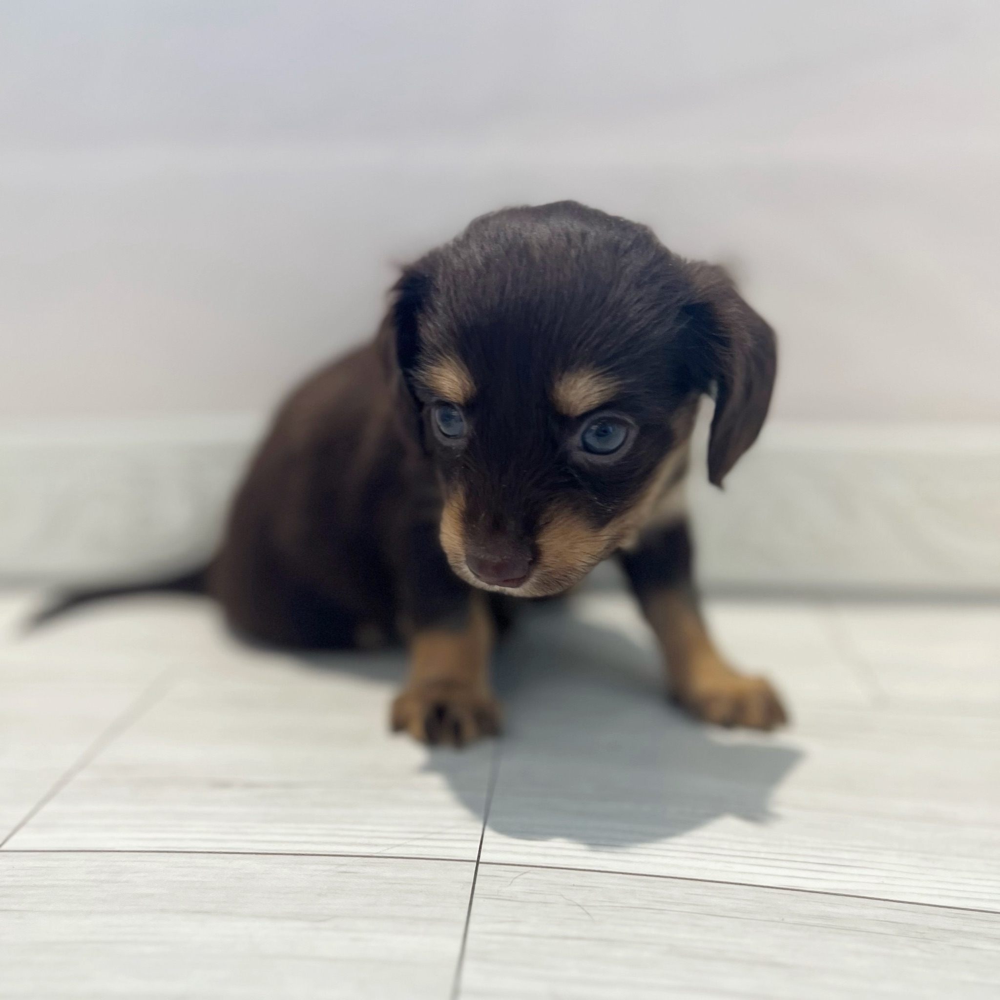 愛知県のチワックス(チワワ×ダックス) (犬の家＆猫の里春日井本店/2026年2月15日生まれ/女の子/チョコレートタン)の子犬の3枚目の画像