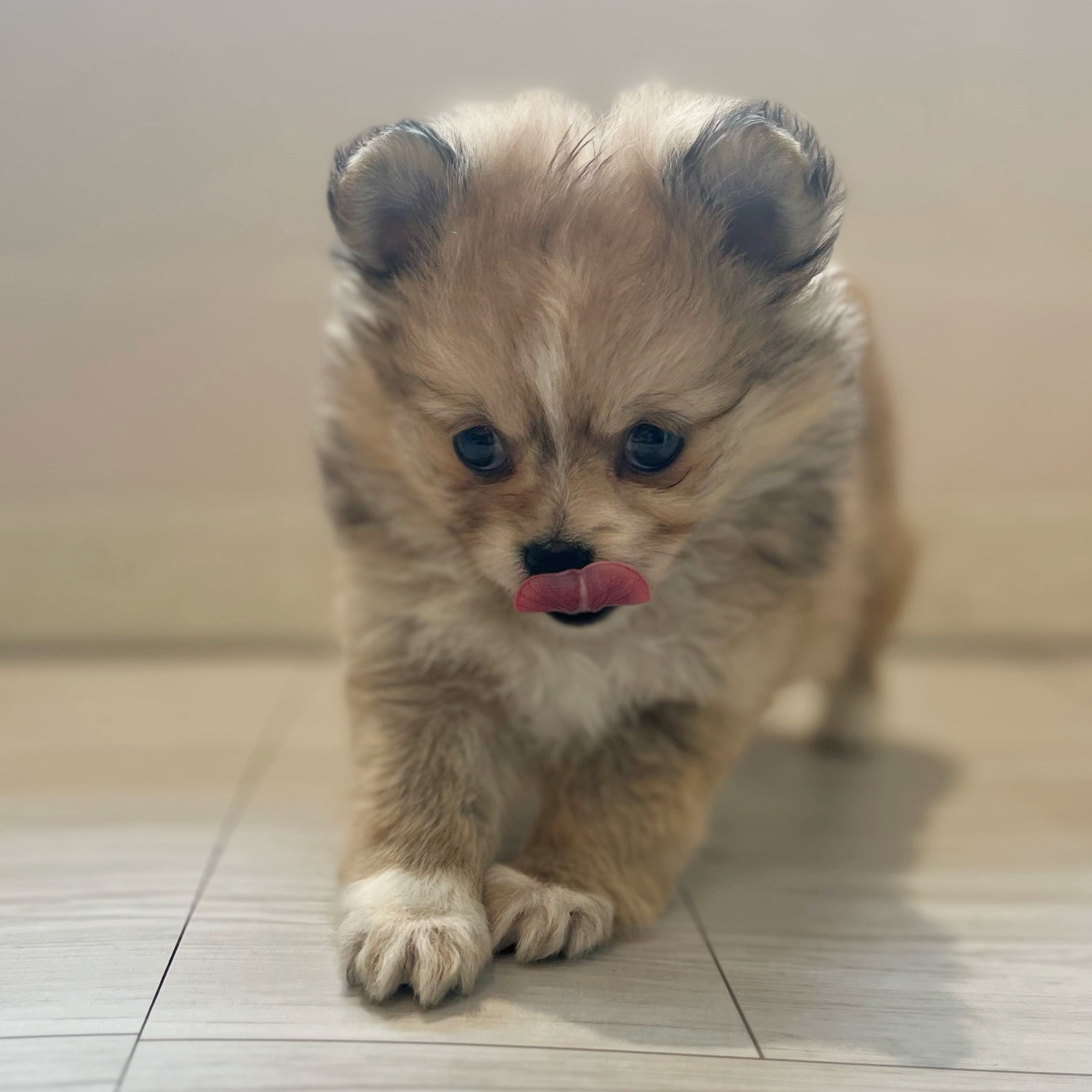 愛知県のポメチワ/チワポメ/ポメチー(ポメラニアン×チワワ) (犬の家＆猫の里春日井本店/2026年2月17日生まれ/女の子/フォーンホワイト)の子犬の3枚目の画像