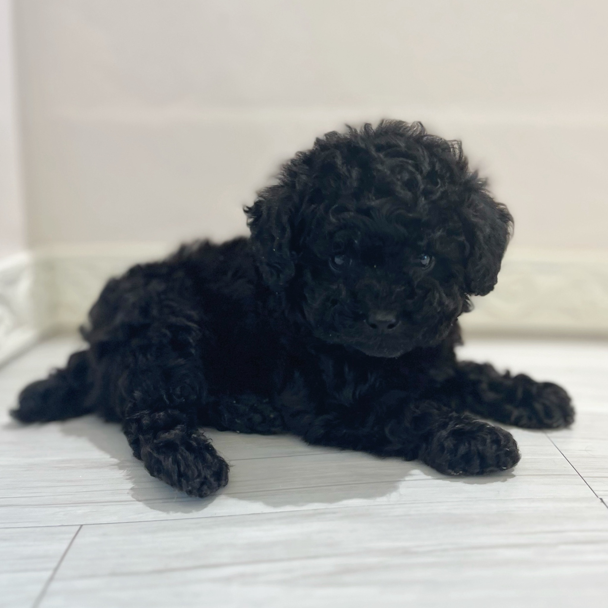 愛知県のトイプードル(トイ) (犬の家＆猫の里春日井本店/2026年3月1日生まれ/男の子/ブラック)の子犬の3枚目の画像