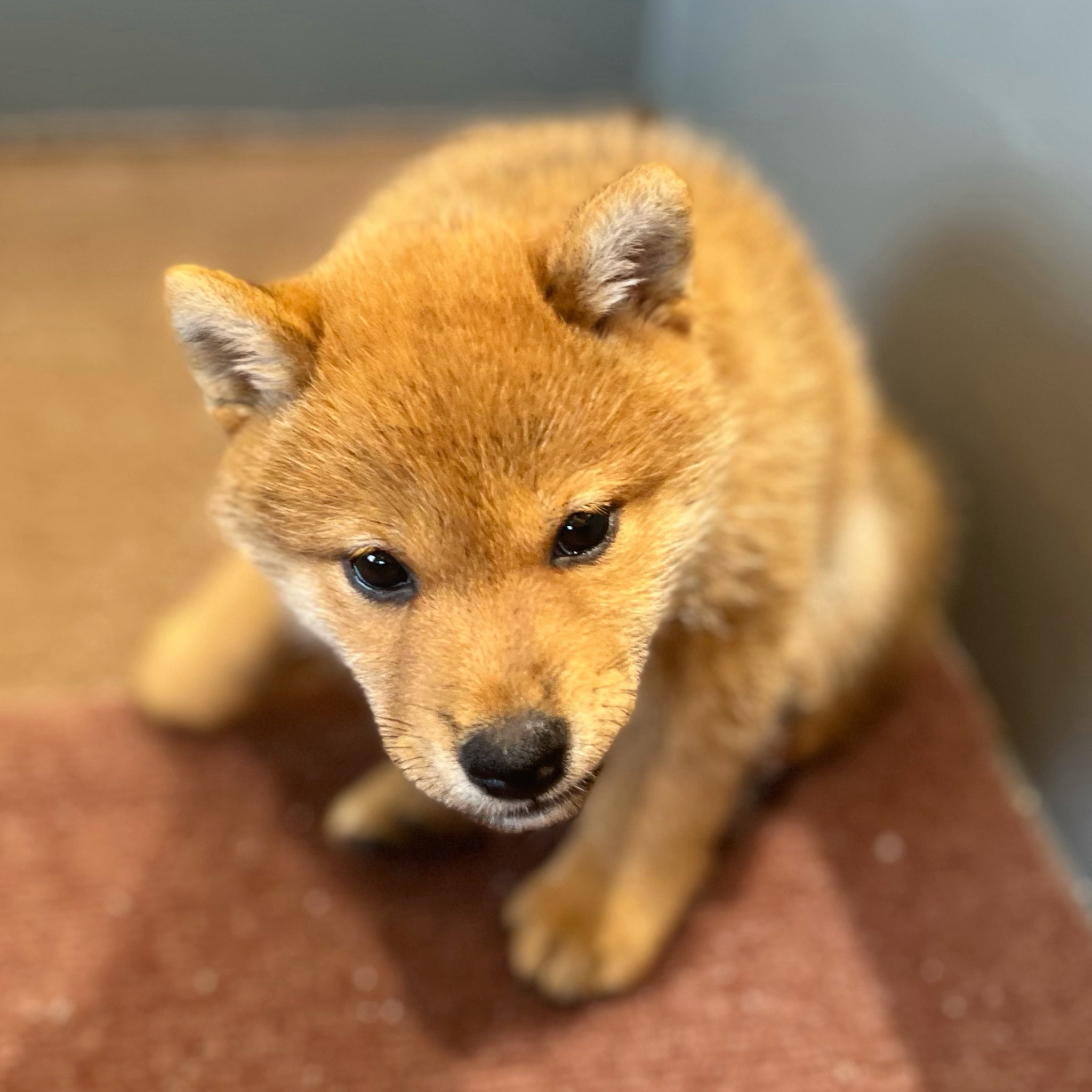 愛知県の柴犬(標準サイズ) (犬の家＆猫の里春日井本店/2026年3月10日生まれ/女の子/赤)の子犬の3枚目の画像