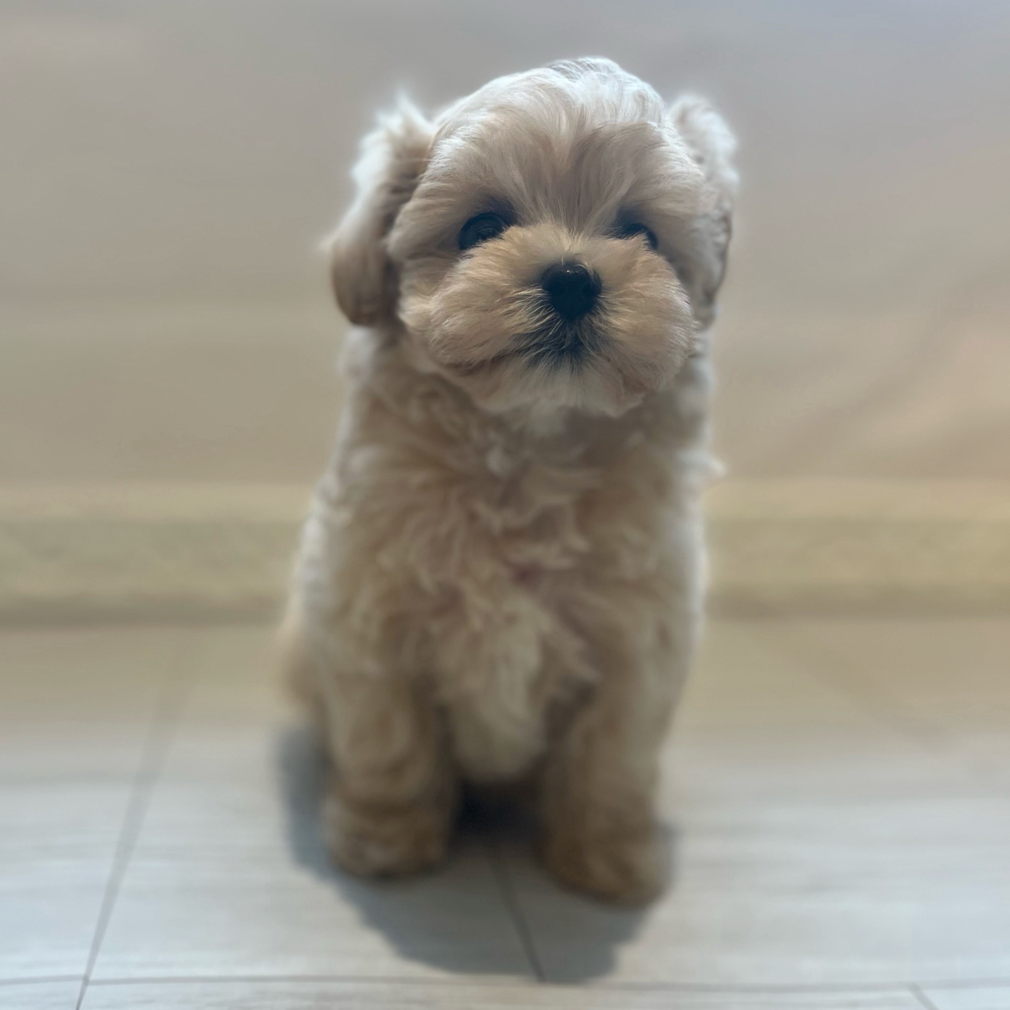 愛知県のマルプー(マルチーズ×プードル) (犬の家＆猫の里春日井本店/2026年3月16日生まれ/女の子/アプリコット)の子犬の3枚目の画像