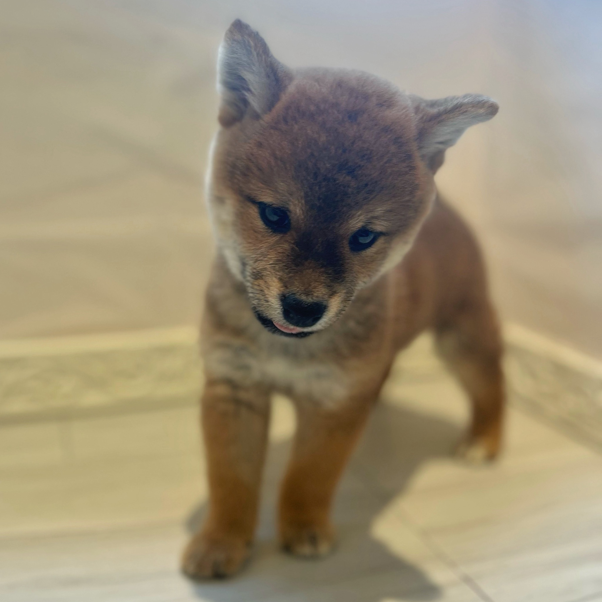 愛知県の柴犬(標準サイズ) (犬の家＆猫の里春日井本店/2026年3月30日生まれ/男の子/赤)の子犬の3枚目の画像