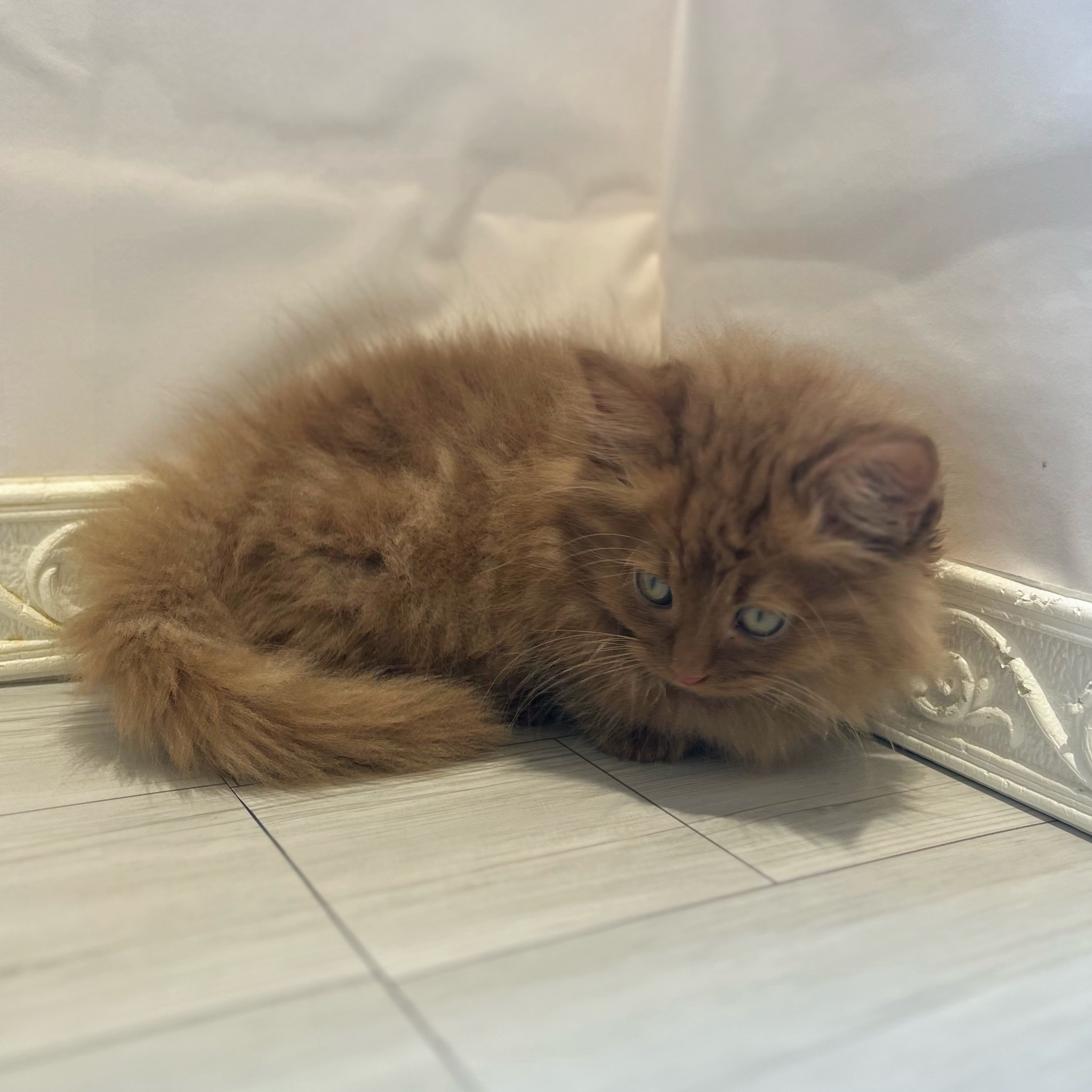 愛知県のミヌエット (犬の家＆猫の里春日井本店/2026年4月1日生まれ/男の子/チョコレートタビー)の子猫の3枚目の画像