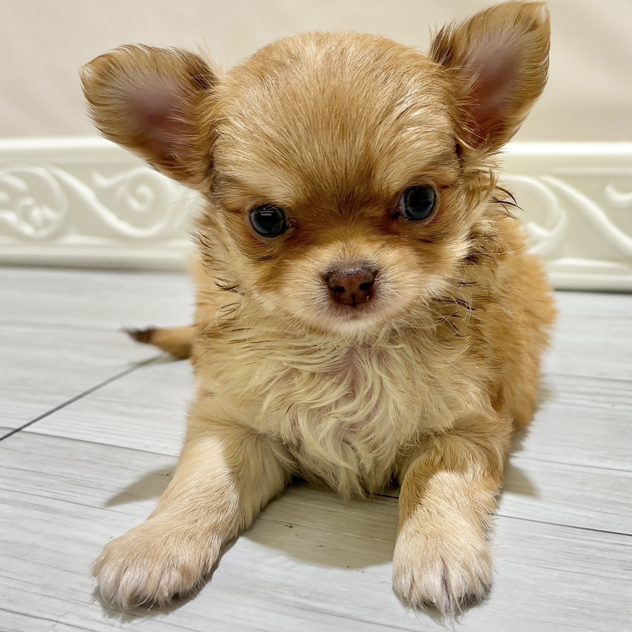 愛知県のチワワ(ロング) (犬の家＆猫の里春日井本店/2025年10月28日生まれ/男の子/フォーン)の子犬の3枚目の画像