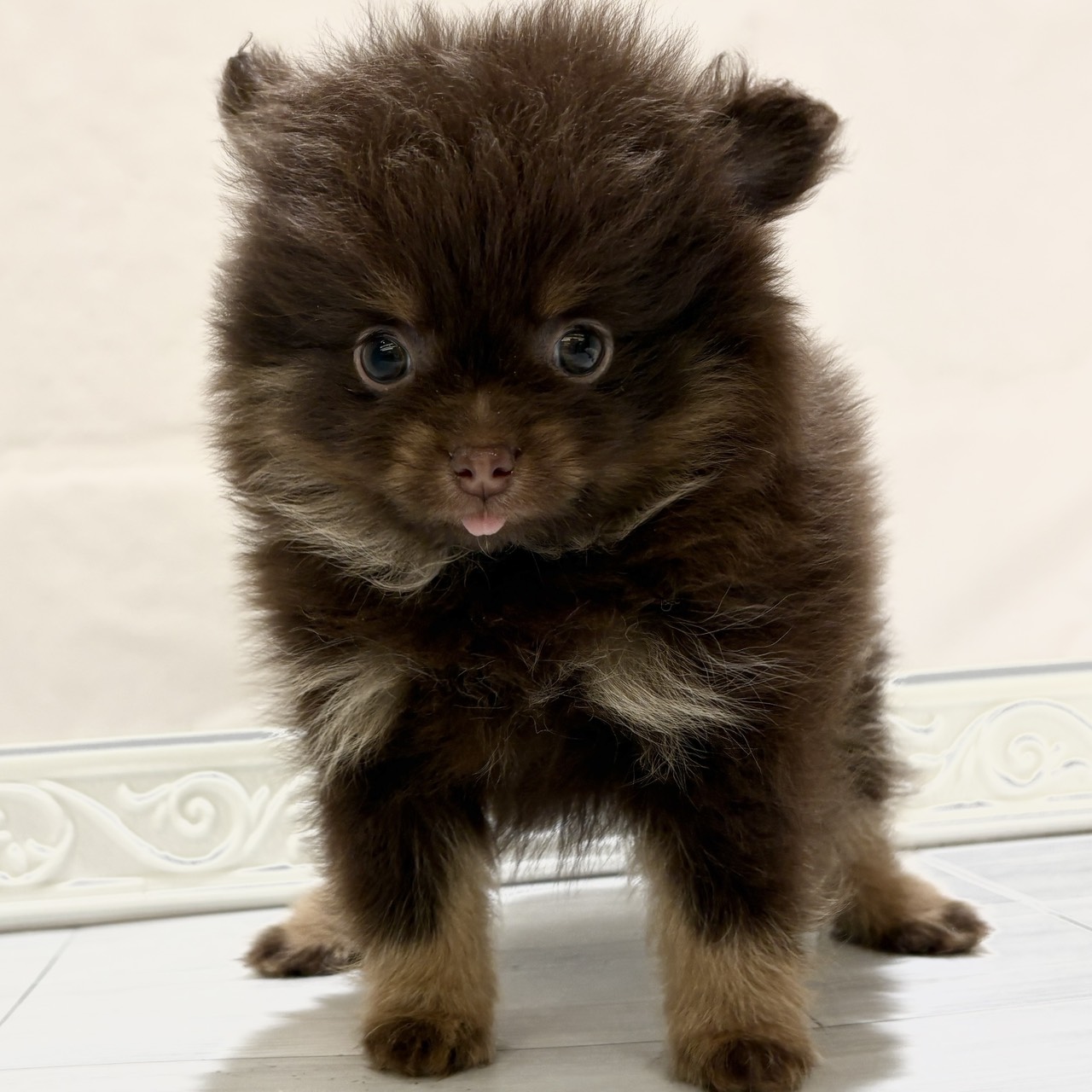 愛知県のポメラニアン (犬の家＆猫の里春日井本店/2025年10月26日生まれ/男の子/チョコレートタン)の子犬の3枚目の画像