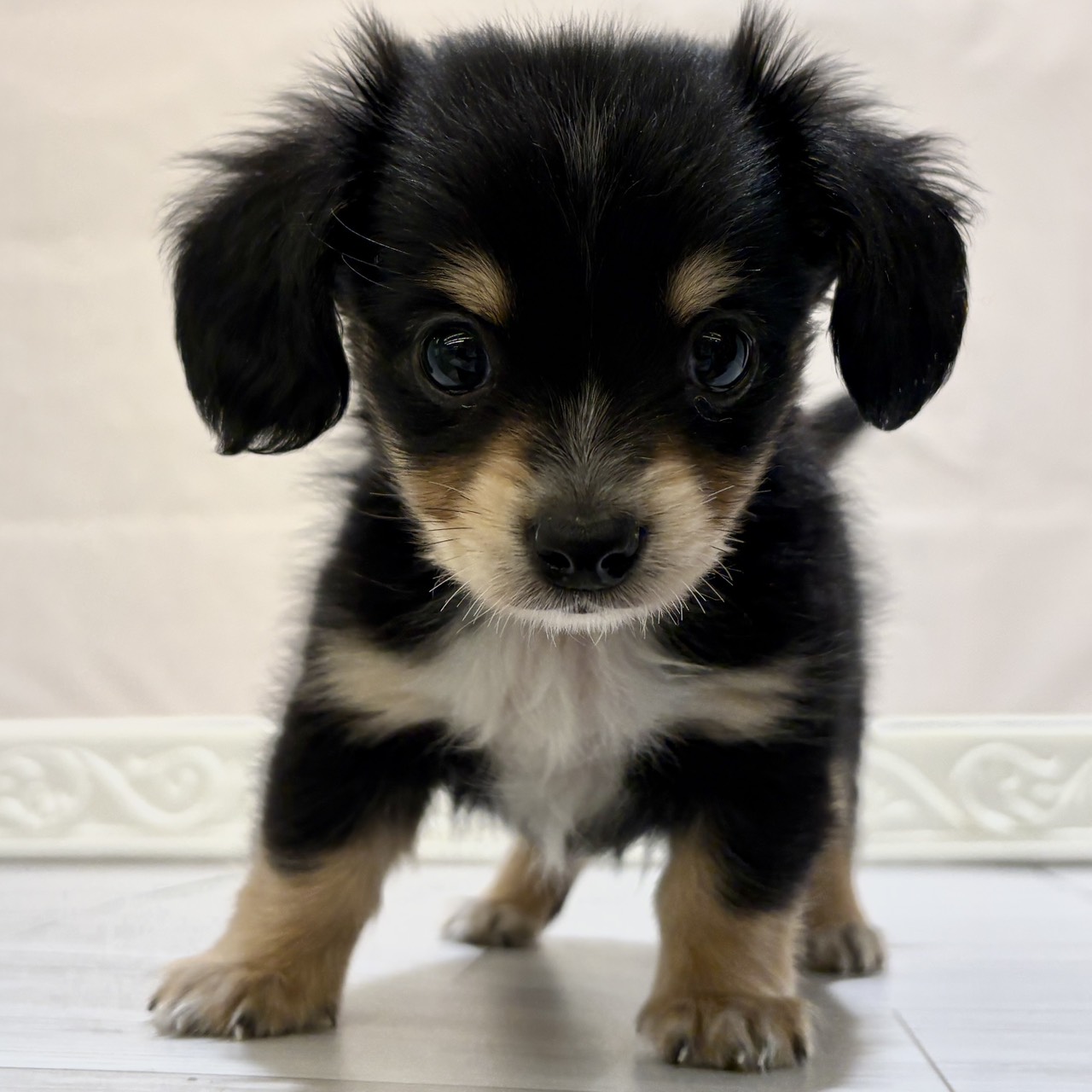 愛知県のチワックス(チワワ×ダックス) (犬の家＆猫の里春日井本店/2025年10月26日生まれ/男の子/ブラックイエロー)の子犬の3枚目の画像