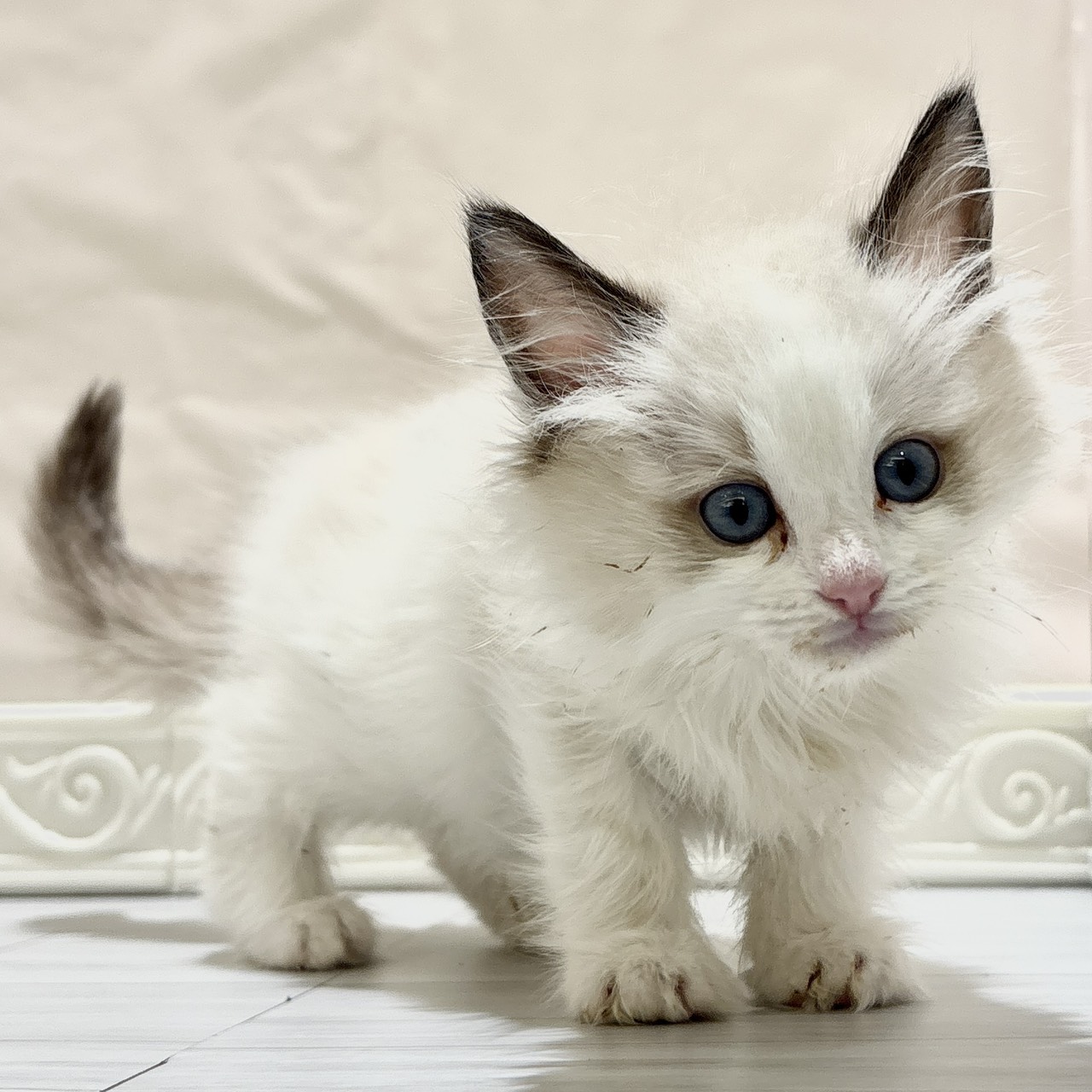 愛知県のラグドール (犬の家＆猫の里春日井本店/2025年10月23日生まれ/女の子/シールポイントバイカラー)の子猫の3枚目の画像