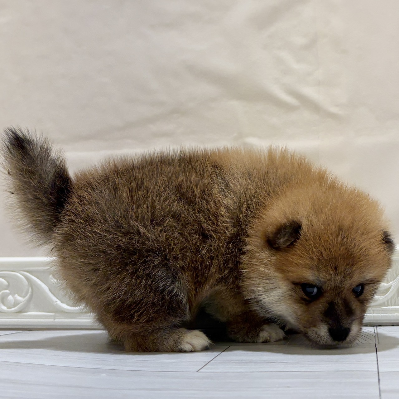 愛知県のポメ柴/豆ポメ/ポメ豆柴(ポメラニアン×柴犬) (犬の家＆猫の里春日井本店/2025年10月25日生まれ/男の子/赤)の子犬の3枚目の画像