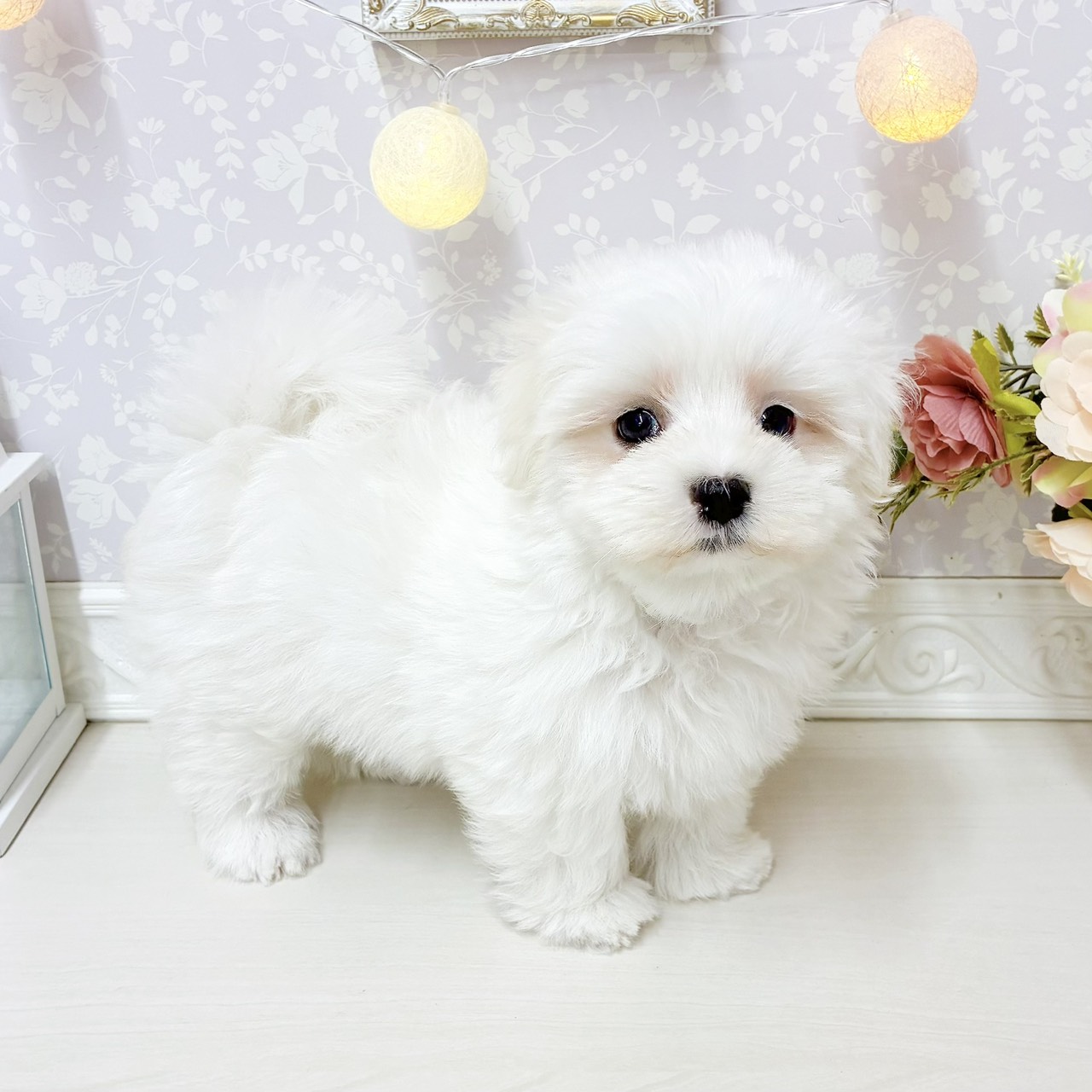 富山県のマルチーズ (犬の家＆猫の里アミーゴ山室店/2026年7月31日生まれ/男の子/ホワイト)の子犬の3枚目の画像