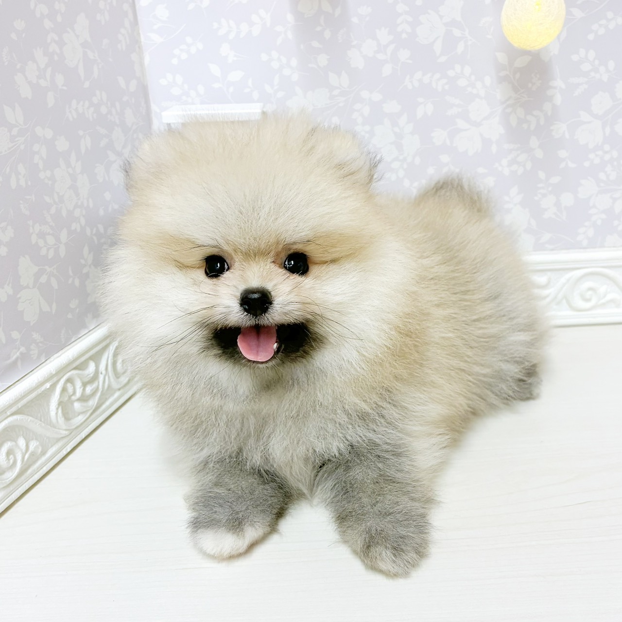 富山県のポメラニアン (犬の家＆猫の里アミーゴ山室店/2026年8月2日生まれ/男の子/クリームセーブル)の子犬の3枚目の画像