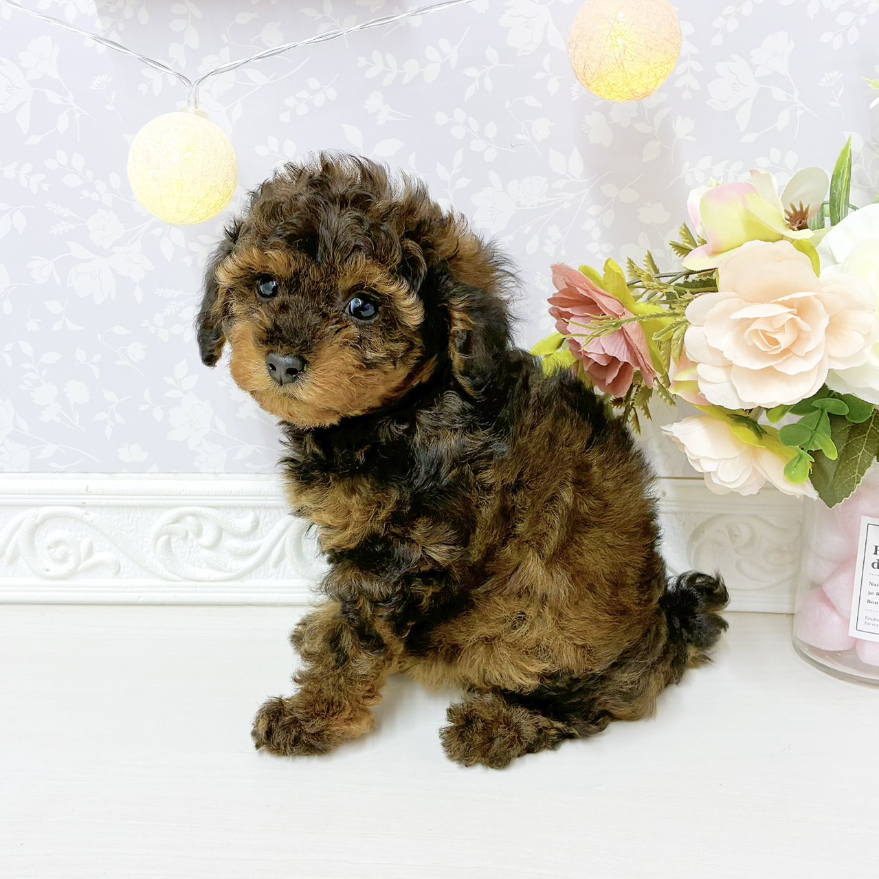 富山県のトイプードル(トイ) (犬の家＆猫の里アミーゴ山室店/2026年8月3日生まれ/女の子/ブリンドル)の子犬の3枚目の画像