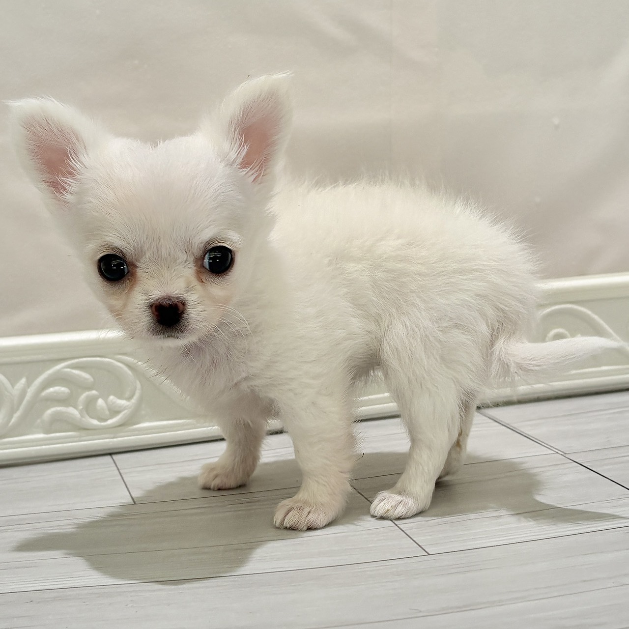 愛知県のチワワ(ロング) (犬の家＆猫の里春日井本店/2025年10月28日生まれ/女の子/クリーム)の子犬の3枚目の画像