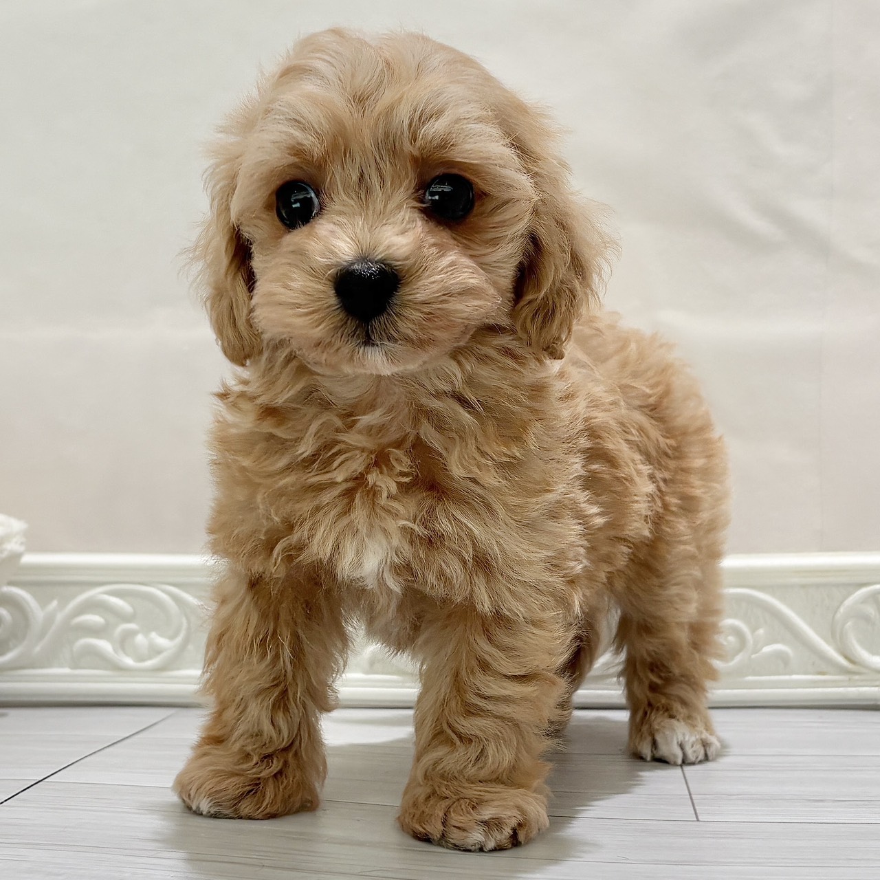愛知県のマルプー(マルチーズ×プードル) (犬の家＆猫の里春日井本店/2025年10月27日生まれ/男の子/アプリコットホワイト)の子犬の3枚目の画像