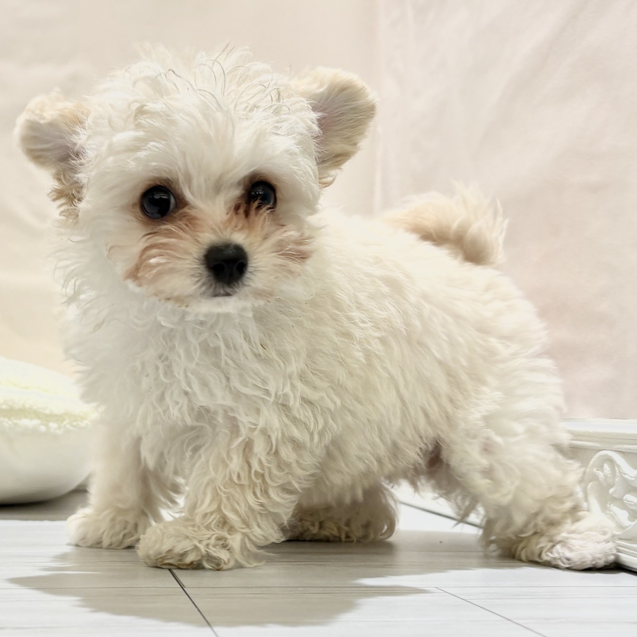 愛知県のチワプー/プーチー(チワワ×プードル) (犬の家＆猫の里春日井本店/2025年10月28日生まれ/女の子/クリームホワイト)の子犬の3枚目の画像
