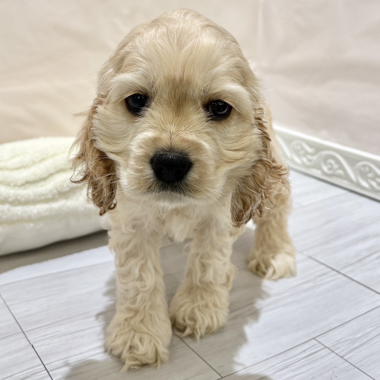 愛知県のアメリカンコッカースパニエル (犬の家＆猫の里春日井本店/2025年11月1日生まれ/女の子/バフ)の子犬の3枚目の画像