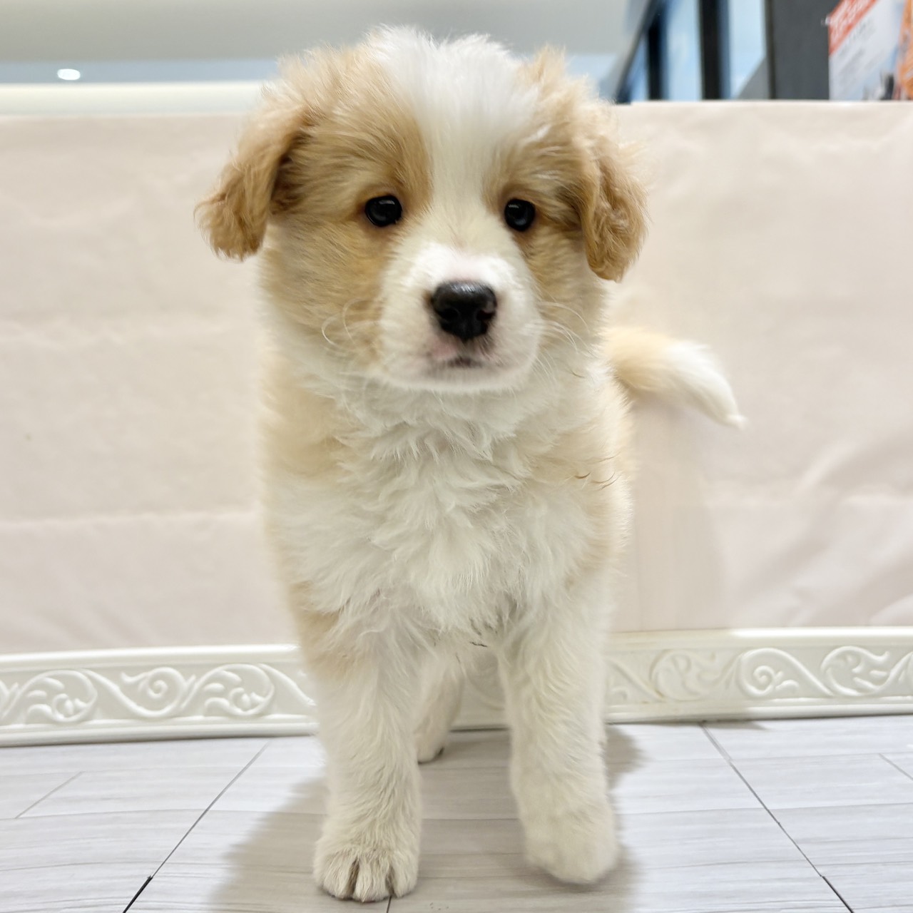 愛知県のボーダーコリー (犬の家＆猫の里春日井本店/2025年11月3日生まれ/女の子/クリームホワイト)の子犬の3枚目の画像