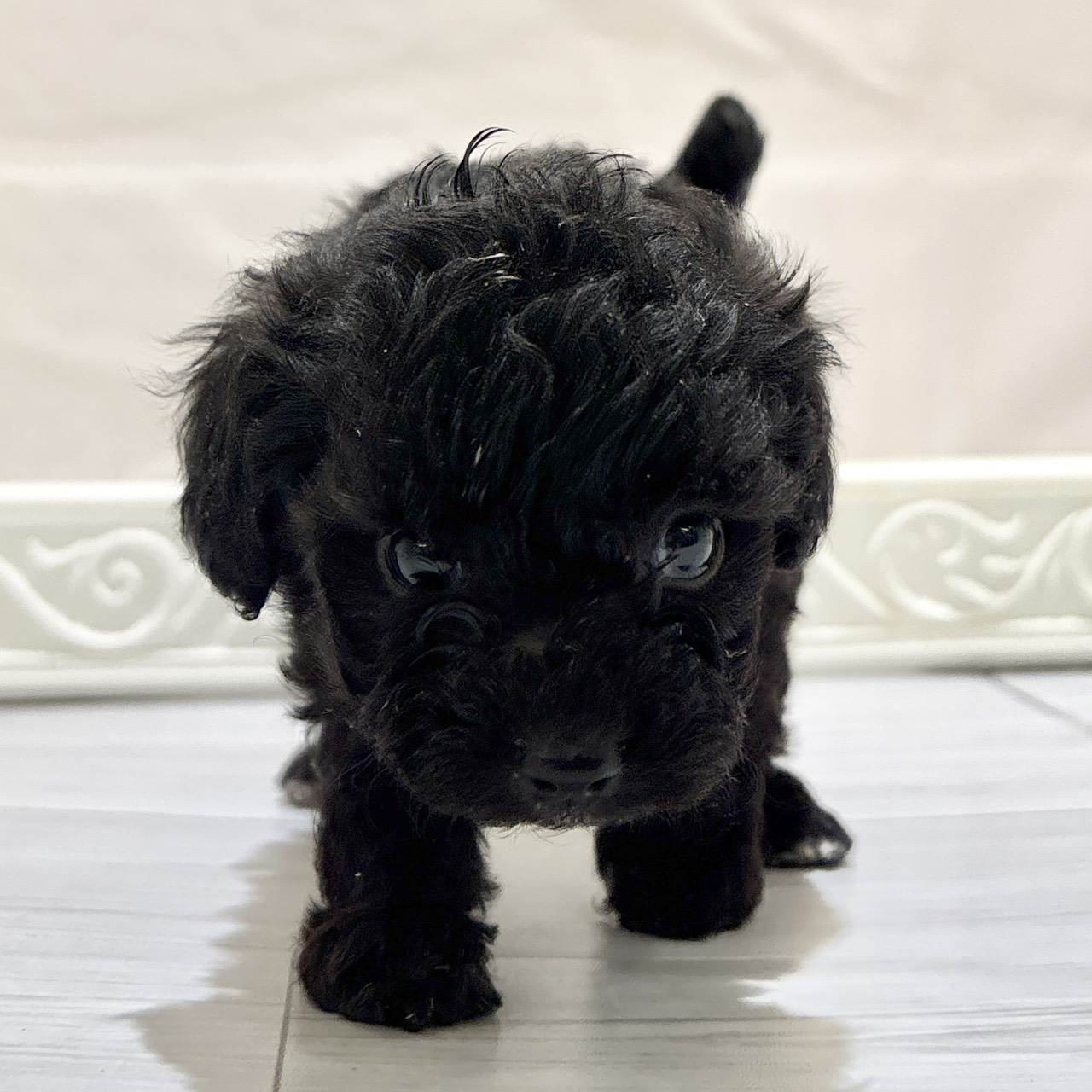 愛知県のマルプー(マルチーズ×プードル) (犬の家＆猫の里春日井本店/2025年11月3日生まれ/女の子/シルバー)の子犬の3枚目の画像