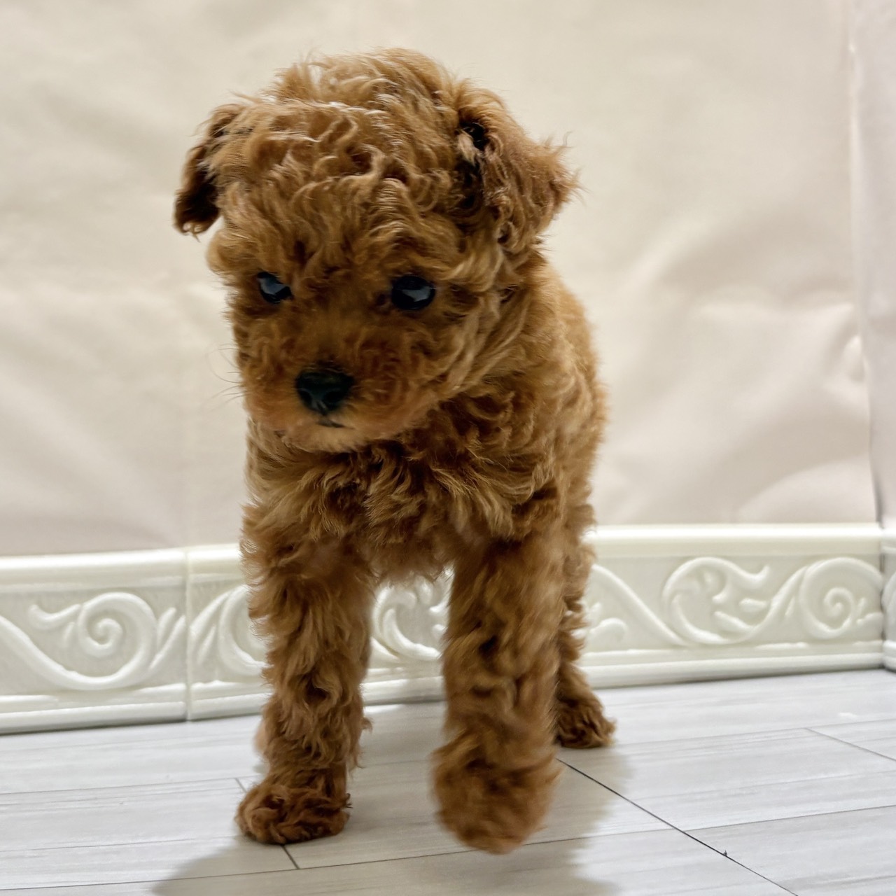 愛知県のトイプードル(トイ) (犬の家＆猫の里春日井本店/2025年11月2日生まれ/女の子/レッドフォーン)の子犬の3枚目の画像