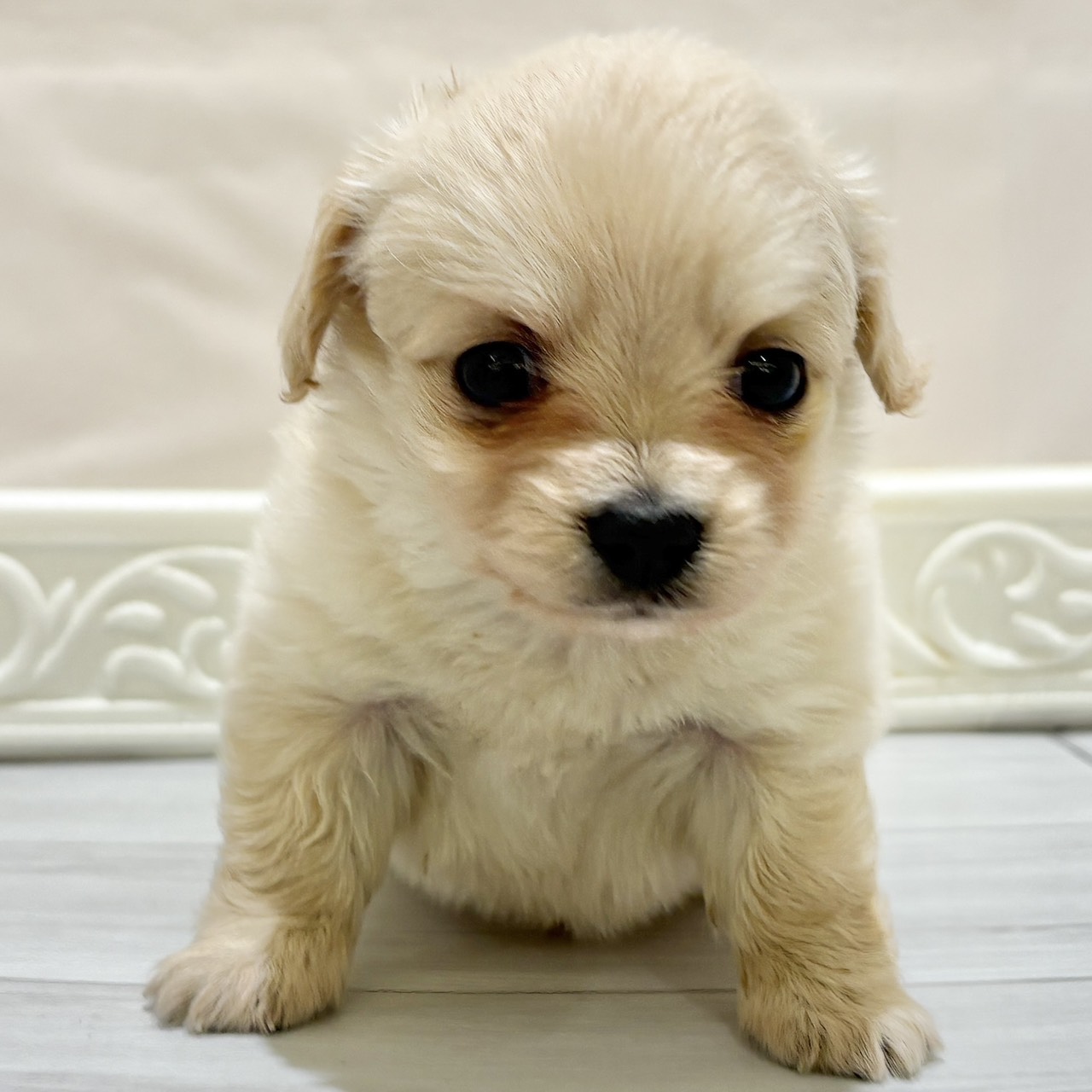 愛知県のチワックス(チワワ×ダックス) (犬の家＆猫の里春日井本店/2025年11月3日生まれ/女の子/クリーム)の子犬の3枚目の画像