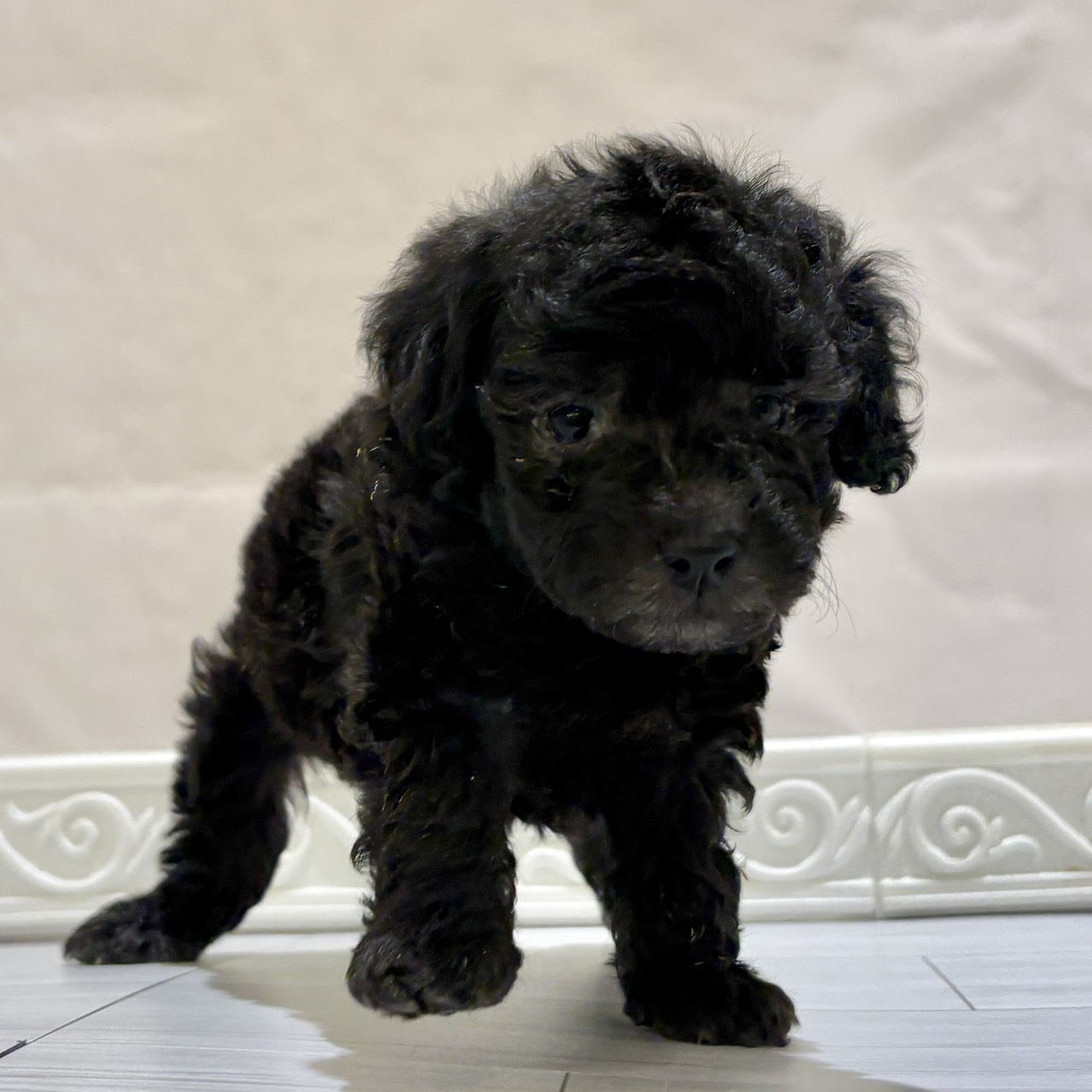 愛知県のトイプードル(トイ) (犬の家＆猫の里春日井本店/2025年11月2日生まれ/男の子/シルバー)の子犬の3枚目の画像