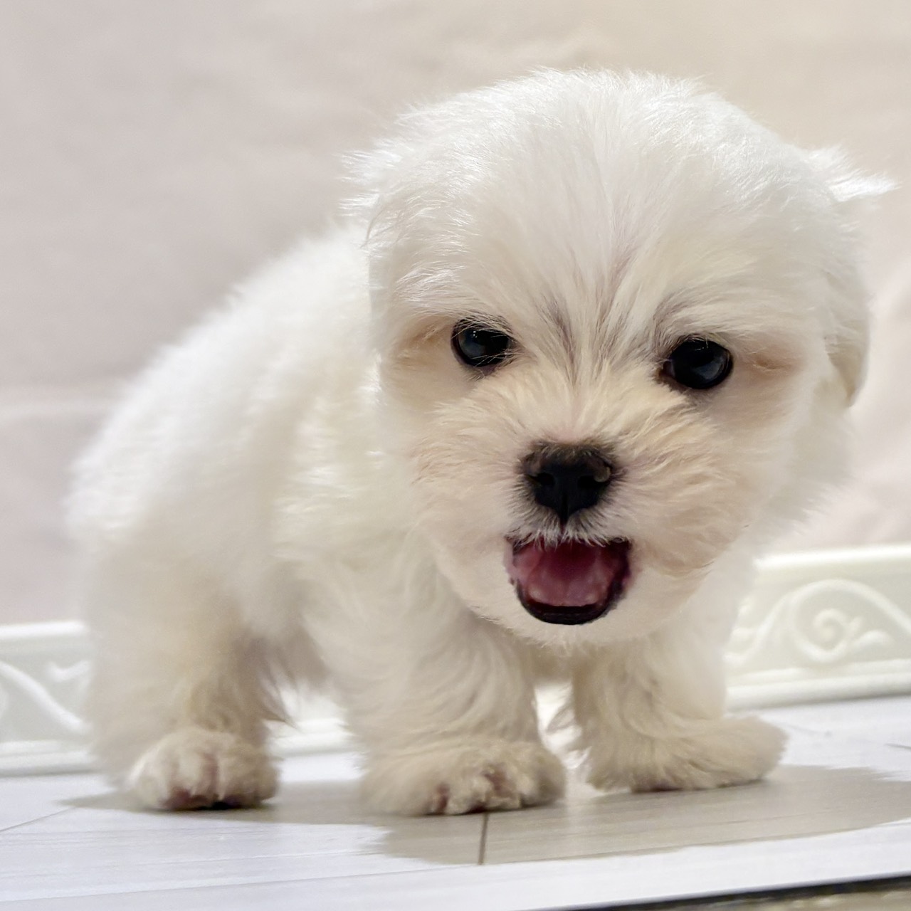 愛知県のマルチーズ (犬の家＆猫の里春日井本店/2025年11月2日生まれ/男の子/ホワイト)の子犬の3枚目の画像