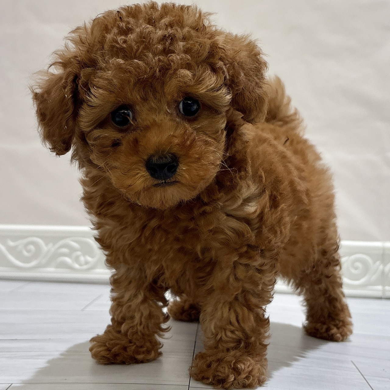 愛知県のトイプードル(トイ) (犬の家＆猫の里春日井本店/2025年11月1日生まれ/男の子/レッド)の子犬の3枚目の画像