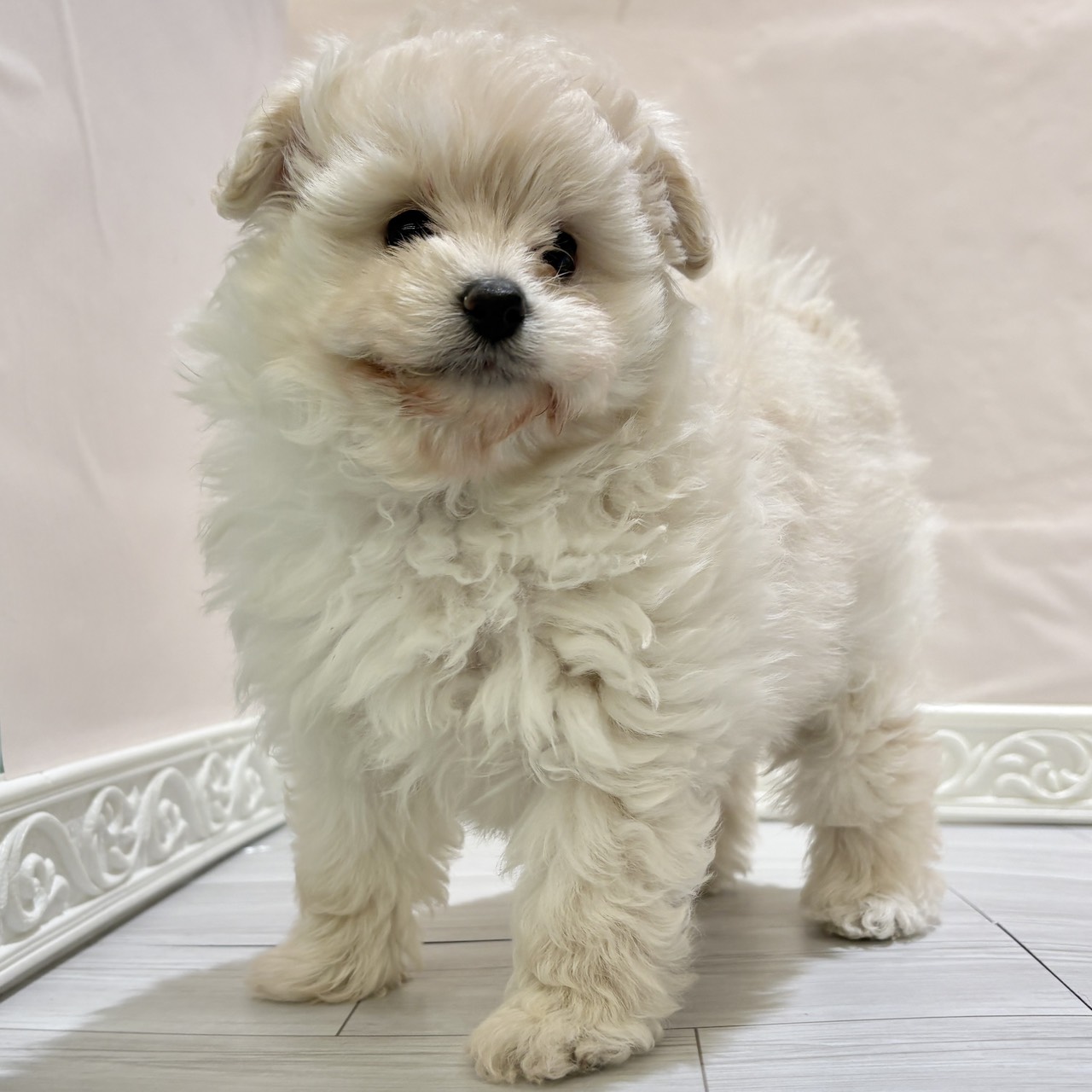 愛知県のポメプー(ポメラニアン×プードル) (犬の家＆猫の里春日井本店/2025年11月3日生まれ/女の子/クリーム)の子犬の3枚目の画像