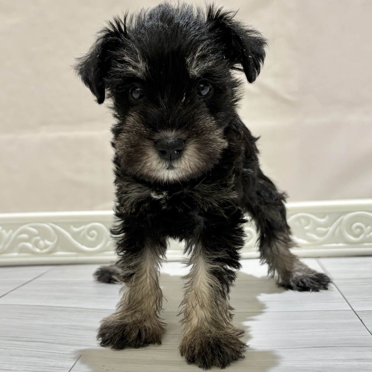 愛知県のミニチュアシュナウザー (犬の家＆猫の里春日井本店/2025年11月2日生まれ/女の子/ブラックシルバー)の子犬の3枚目の画像