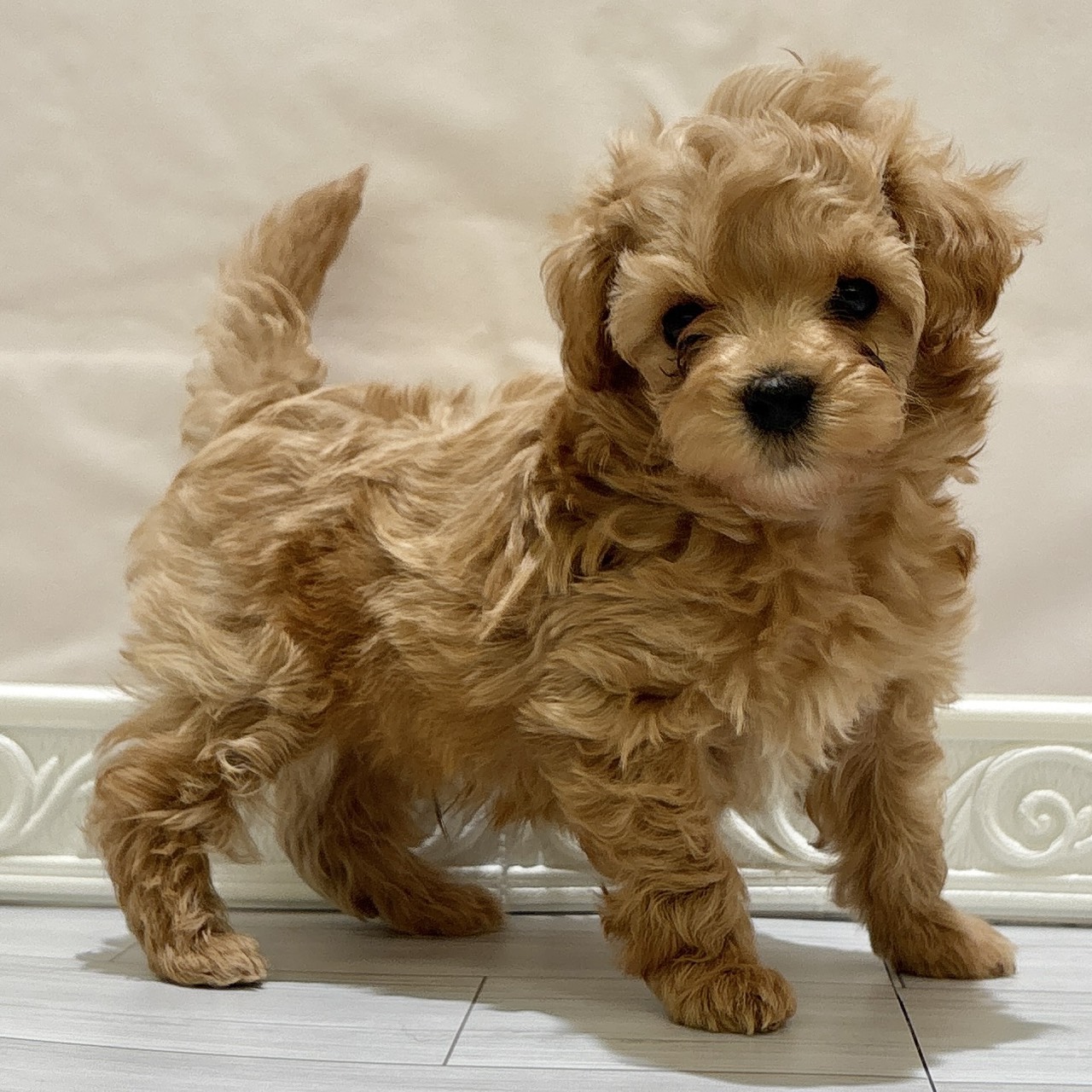 愛知県のマルプー(マルチーズ×プードル) (犬の家＆猫の里春日井本店/2025年11月2日生まれ/男の子/アプリコット)の子犬の3枚目の画像