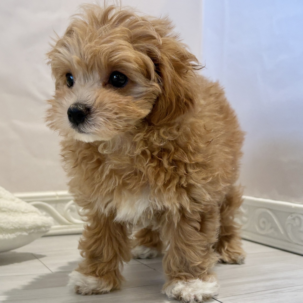 愛知県のマルプー(マルチーズ×プードル) (犬の家＆猫の里春日井本店/2025年11月5日生まれ/女の子/アプリコット)の子犬の3枚目の画像