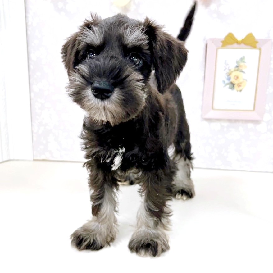 富山県のミニチュアシュナウザー (犬の家＆猫の里アミーゴ高岡蓮花寺店/2026年3月5日生まれ/男の子/ブラックシルバー)の子犬の3枚目の画像
