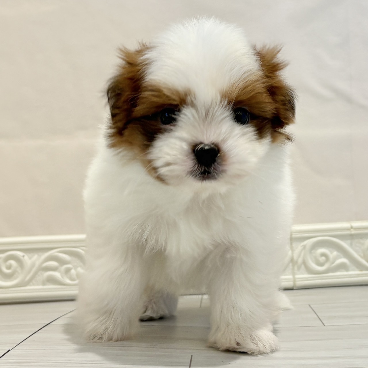 愛知県のポメズー/ポメシーズ(ポメラニアン×シーズー) (犬の家＆猫の里春日井本店/2025年11月9日生まれ/男の子/ホワイトゴールド)の子犬の3枚目の画像