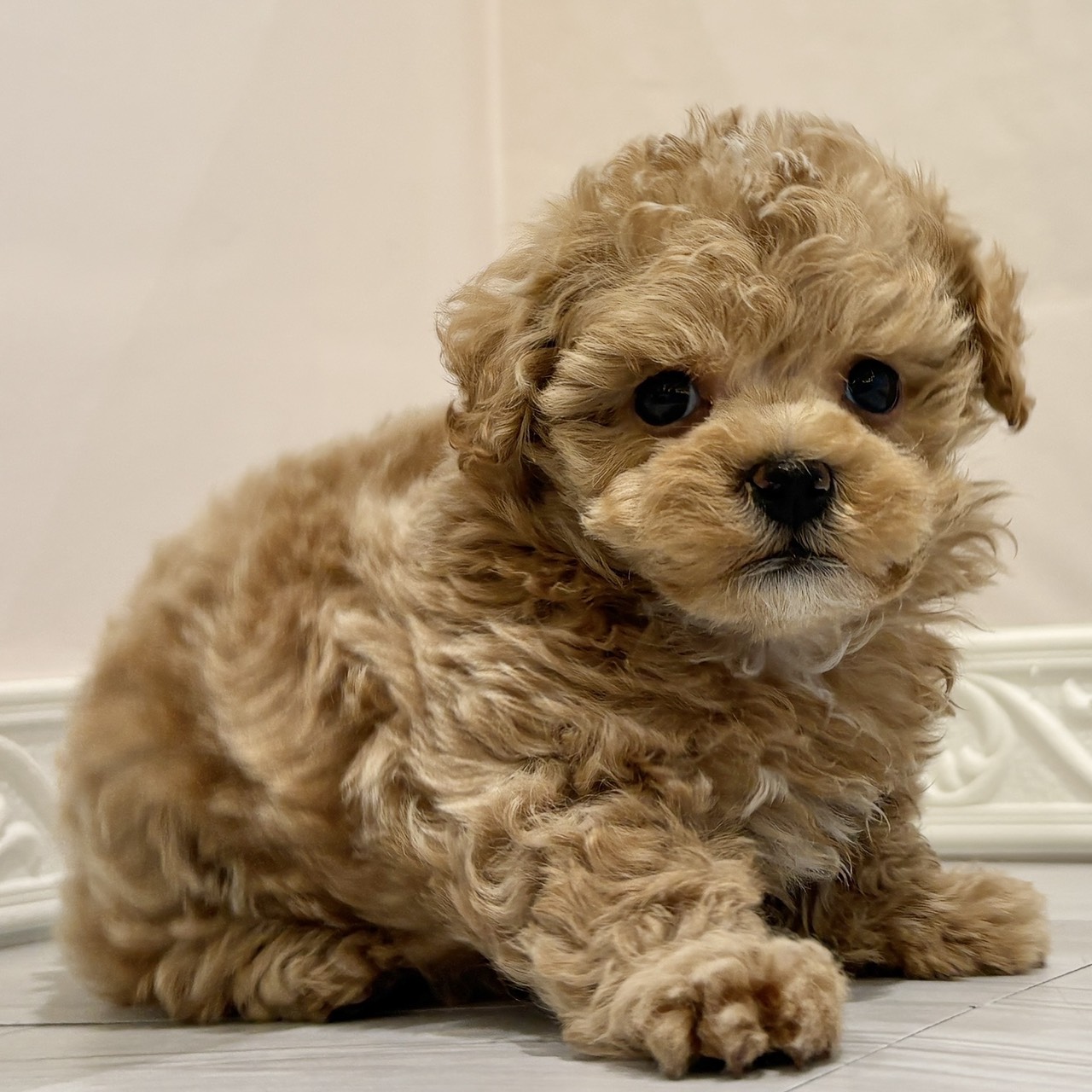 愛知県のマルプー(マルチーズ×プードル) (犬の家＆猫の里春日井本店/2025年11月12日生まれ/男の子/アプリコット)の子犬の3枚目の画像