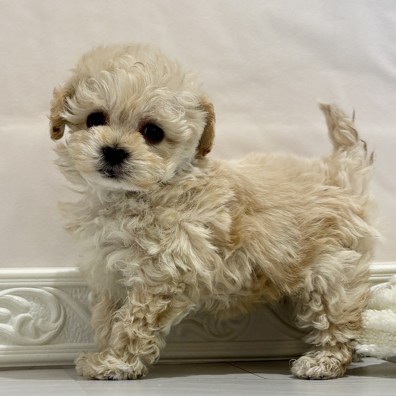 愛知県のマルプー(マルチーズ×プードル) (犬の家＆猫の里春日井本店/2025年11月12日生まれ/女の子/アプリコット)の子犬の3枚目の画像