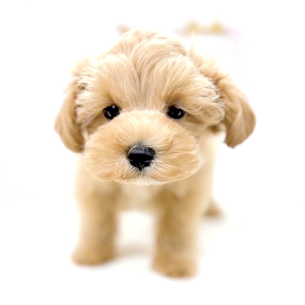 富山県のマルプー(マルチーズ×プードル) (犬の家＆猫の里アミーゴ高岡蓮花寺店/2025年5月22日生まれ/女の子/アプリコット)の子犬の3枚目の画像