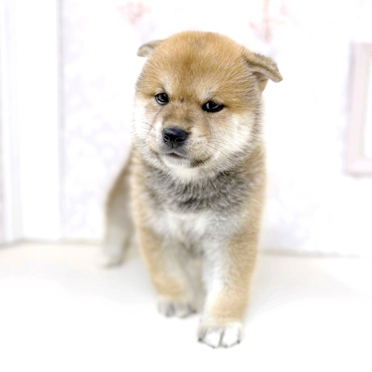 富山県の柴犬(標準サイズ) (犬の家＆猫の里アミーゴ高岡蓮花寺店/2025年7月28日生まれ/男の子/赤)の子犬の3枚目の画像